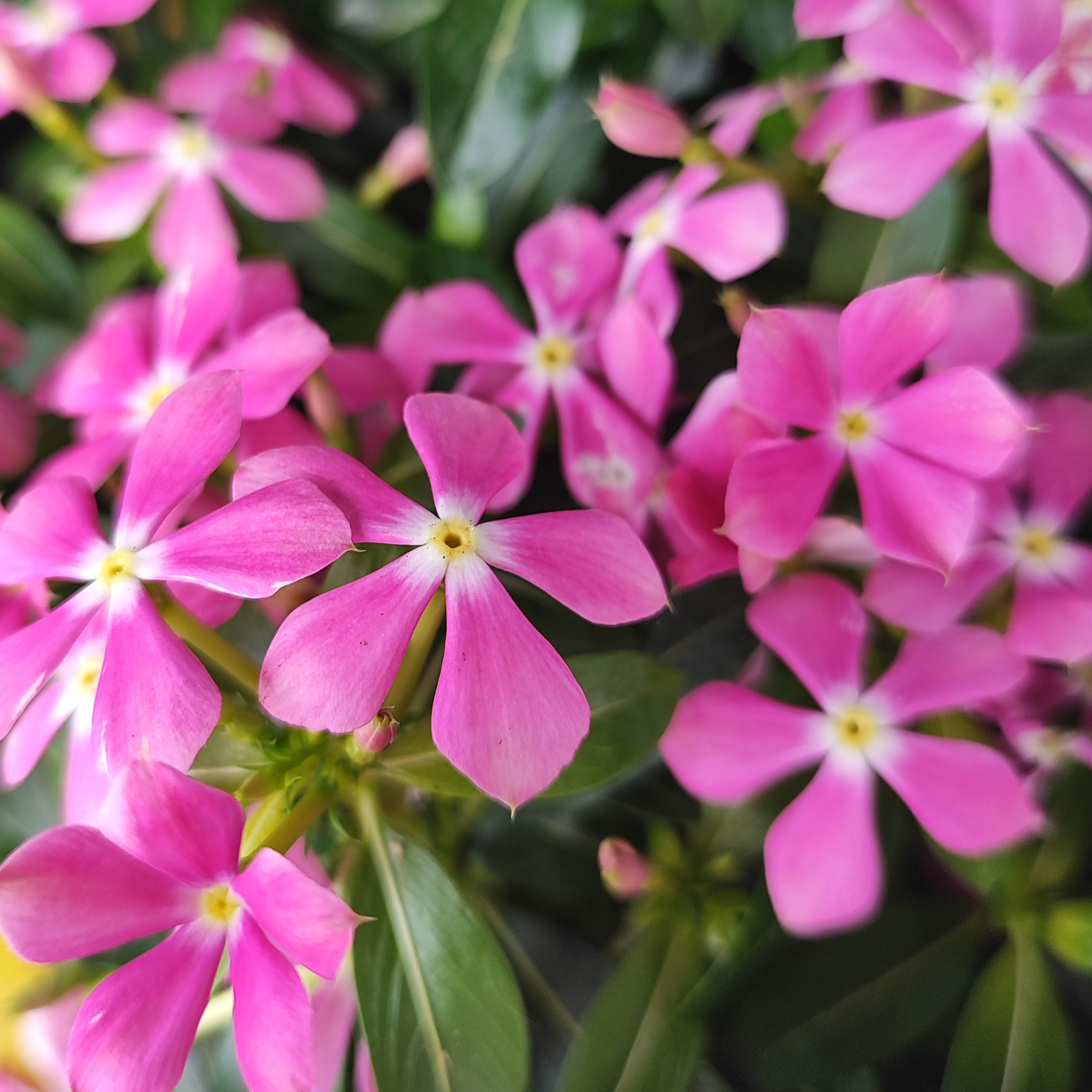 CATHARANTHUS 'SOIREE HOT PINK' Barwinek różowy