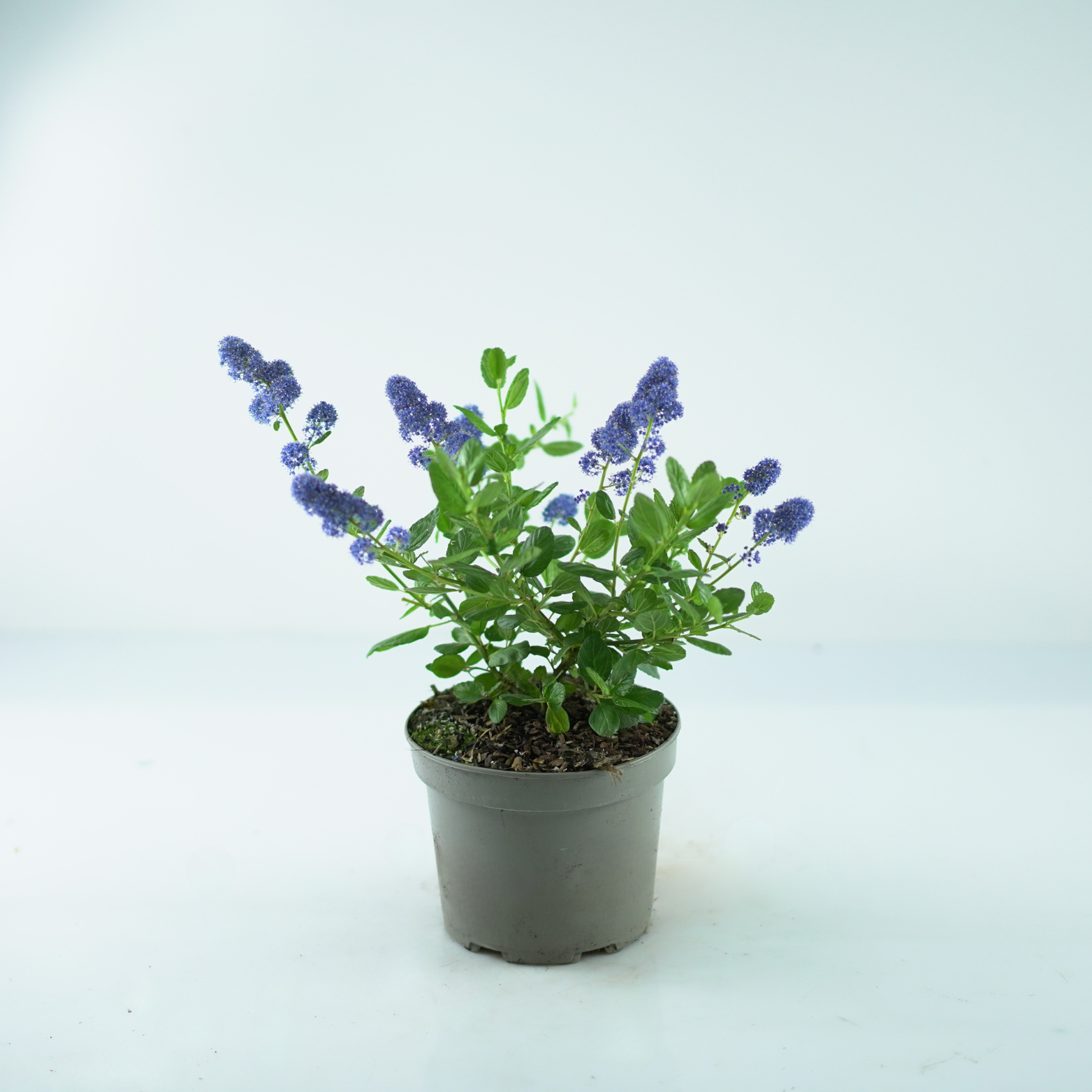 CEANOTHUS 'YANKEE POINT' Prusznik