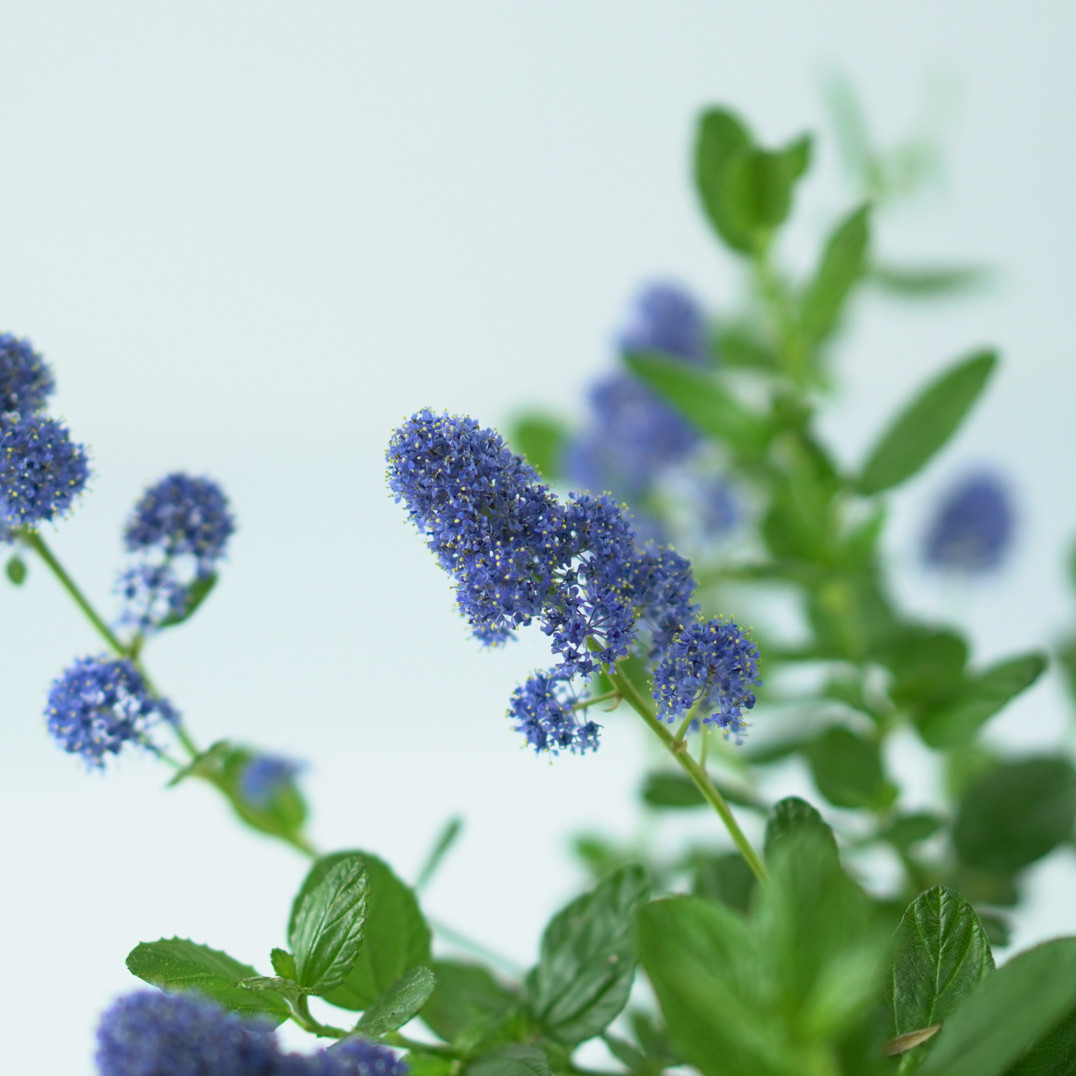 CEANOTHUS 'YANKEE POINT' Prusznik