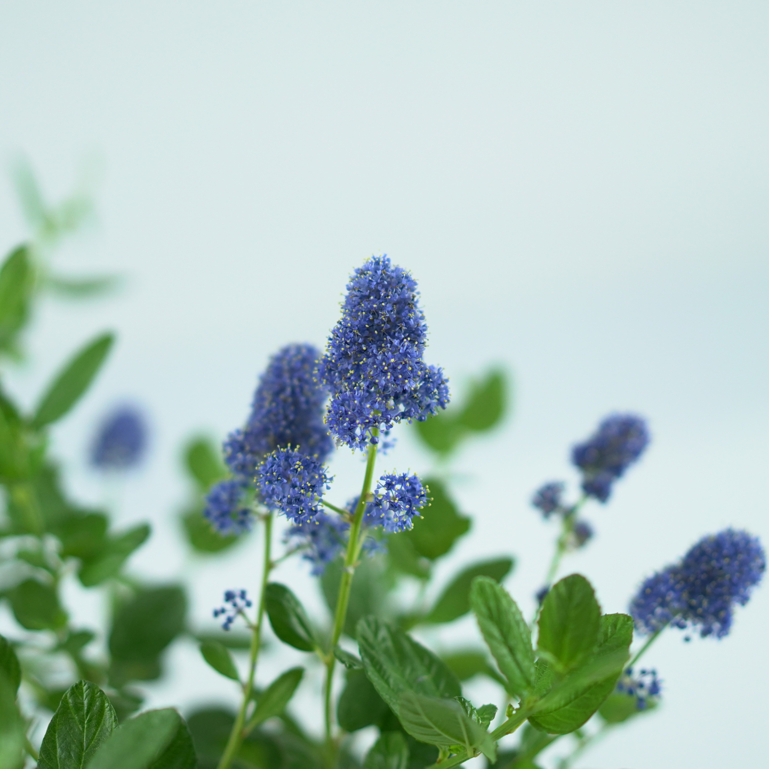 CEANOTHUS 'YANKEE POINT' Prusznik
