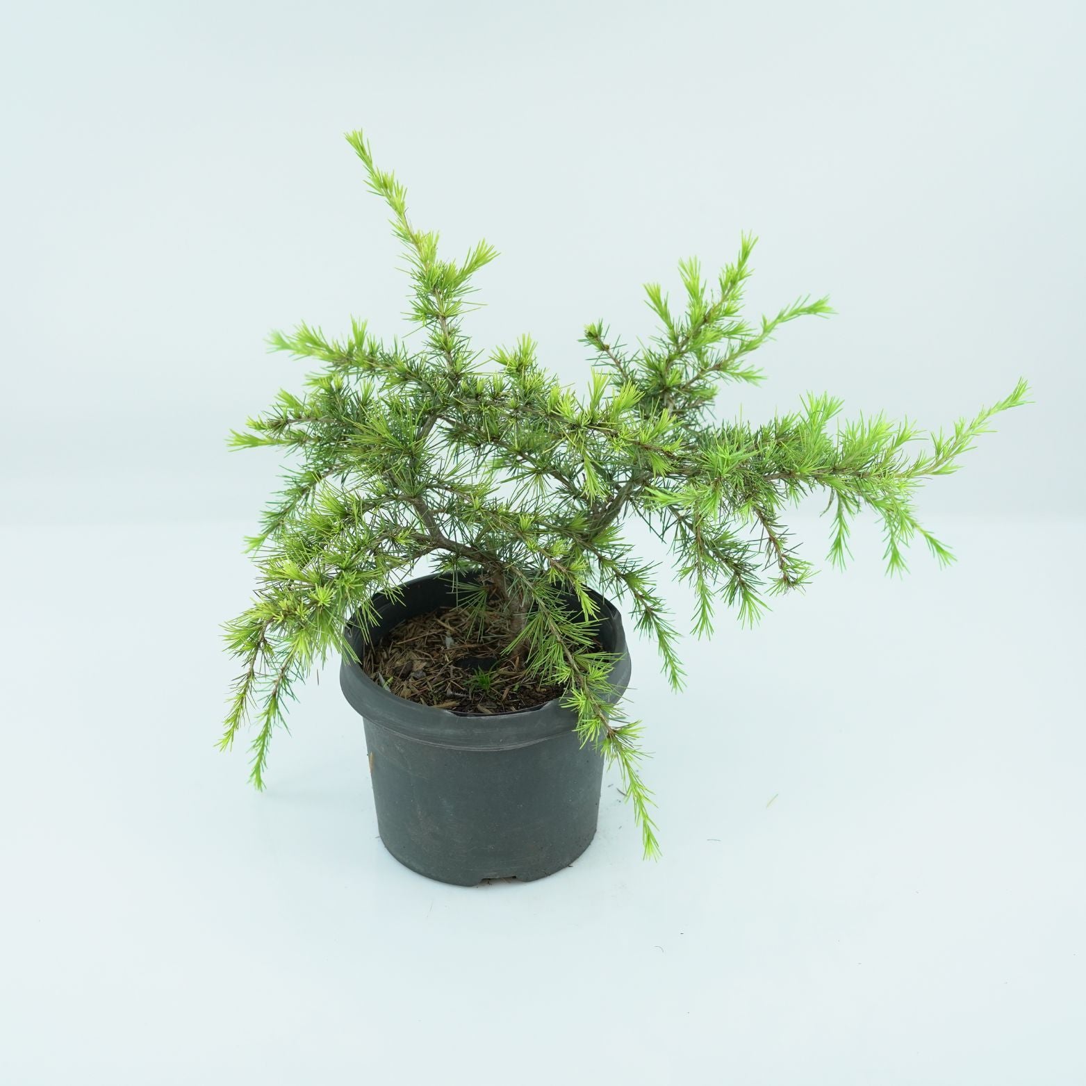 CEDRUS DEODARA 'GOLDEN HORIZON' Cedr