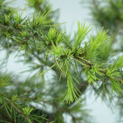 CEDRUS DEODARA 'GOLDEN HORIZON' Cedr