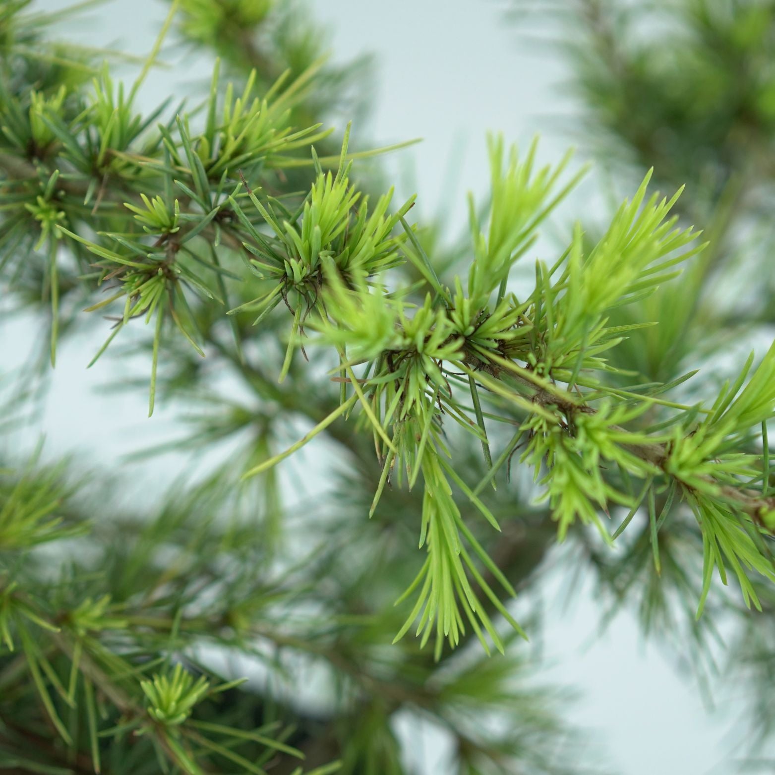CEDRUS DEODARA 'GOLDEN HORIZON' Cedr