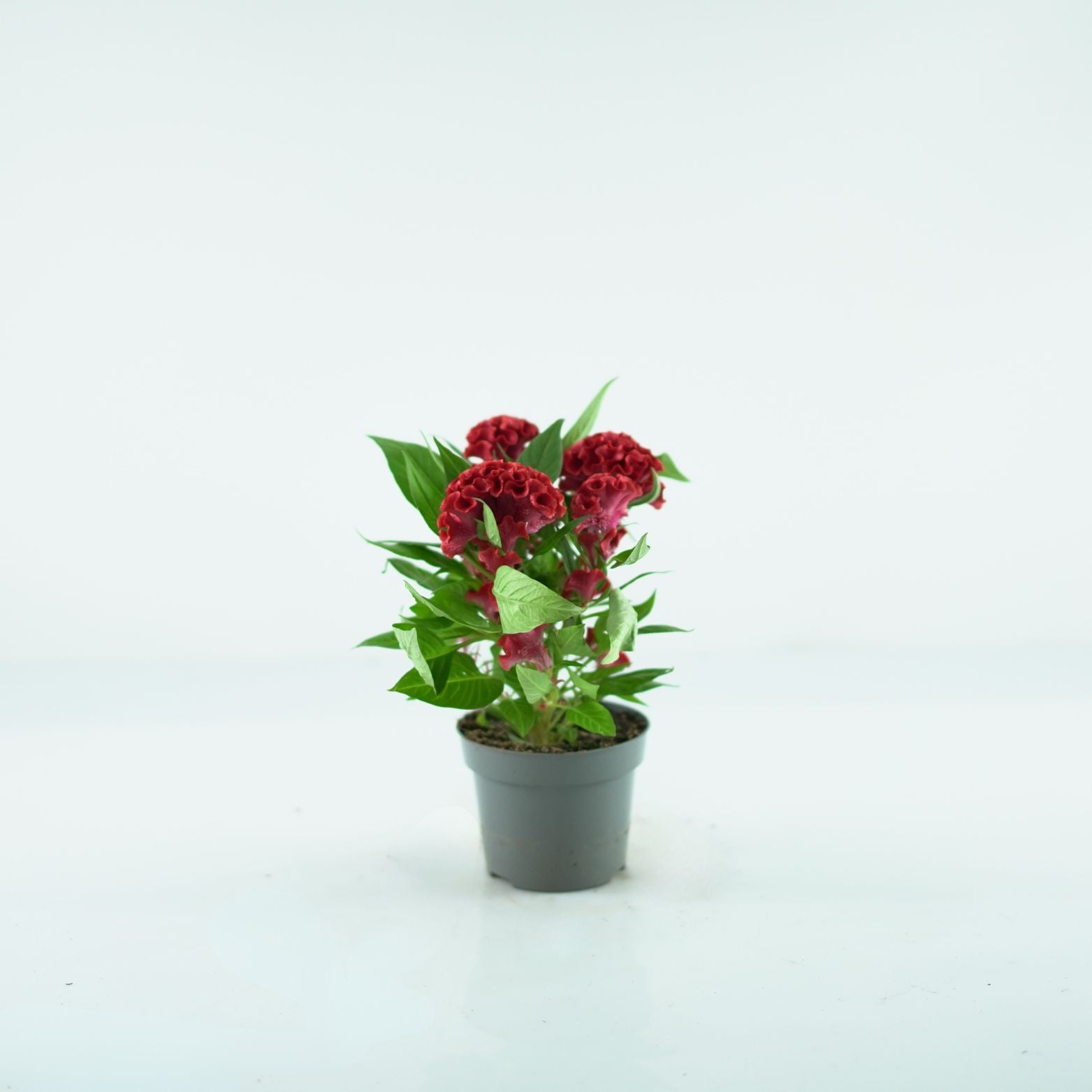 Celosia argentea cristata ‘Twisted’ celozja srebrzysta grzebieniasta