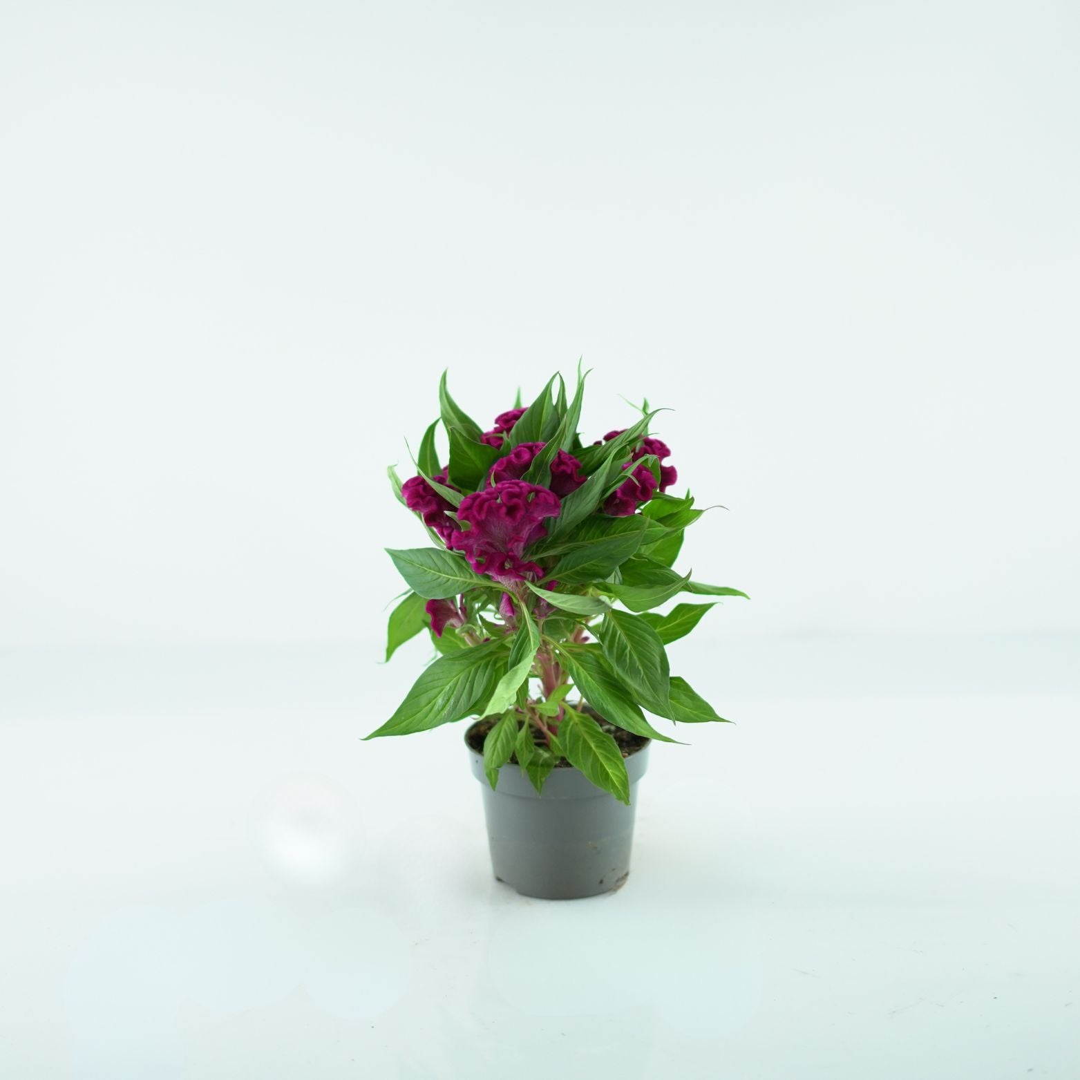 Celosia argentea cristata ‘Twisted’ celozja srebrzysta grzebieniasta