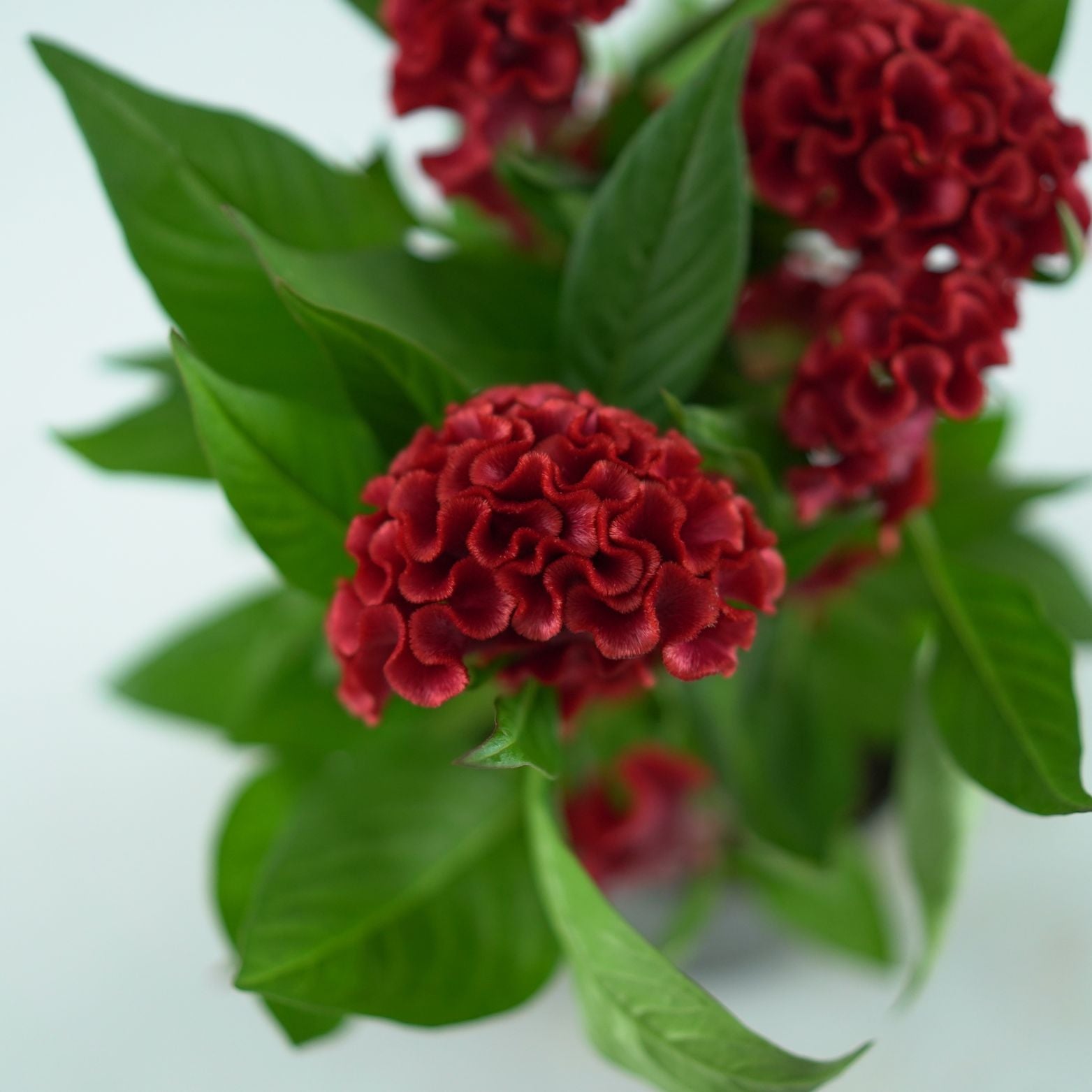 Celosia argentea cristata ‘Twisted’ celozja srebrzysta grzebieniasta