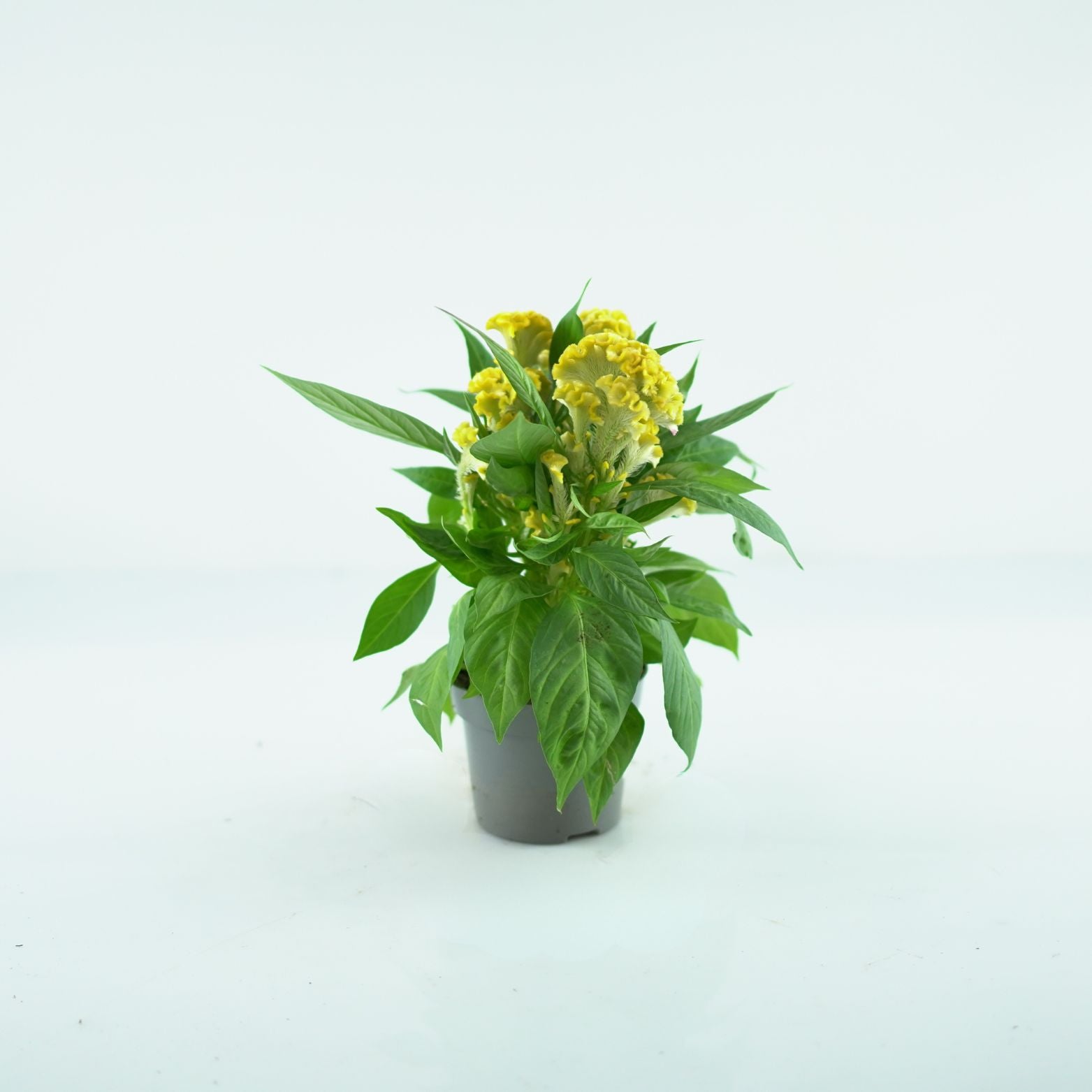 Celosia argentea cristata ‘Twisted’ celozja srebrzysta grzebieniasta