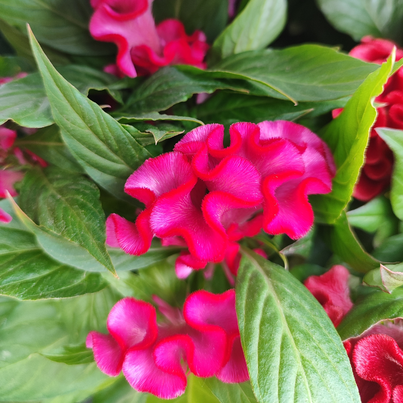 CELOSIA ARGENTEA CRISTATA 'TWISTED' Celozja srebrzysta
