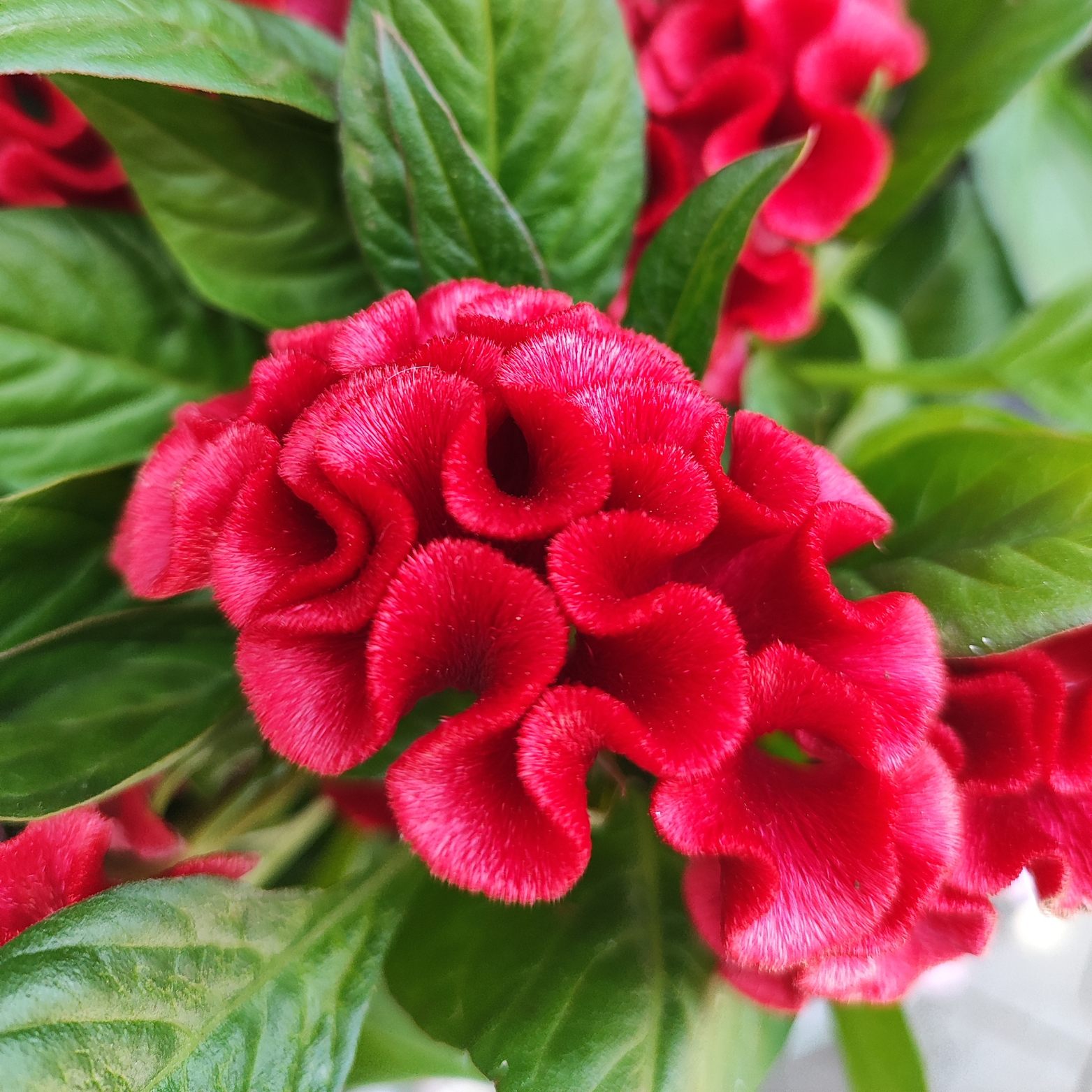CELOSIA ARGENTEA CRISTATA 'TWISTED' Celozja srebrzysta