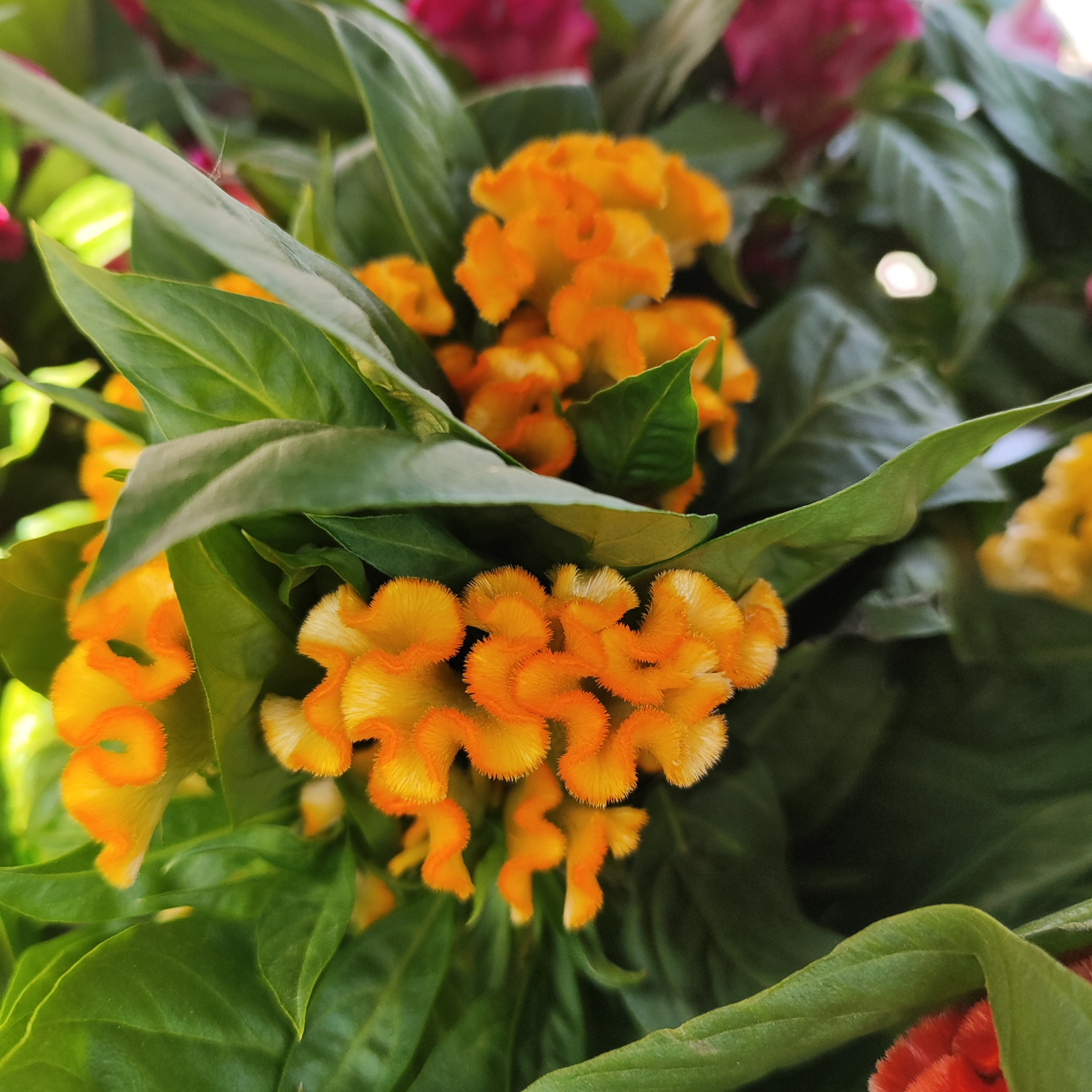 CELOSIA ARGENTEA CRISTATA 'TWISTED' Celozja srebrzysta