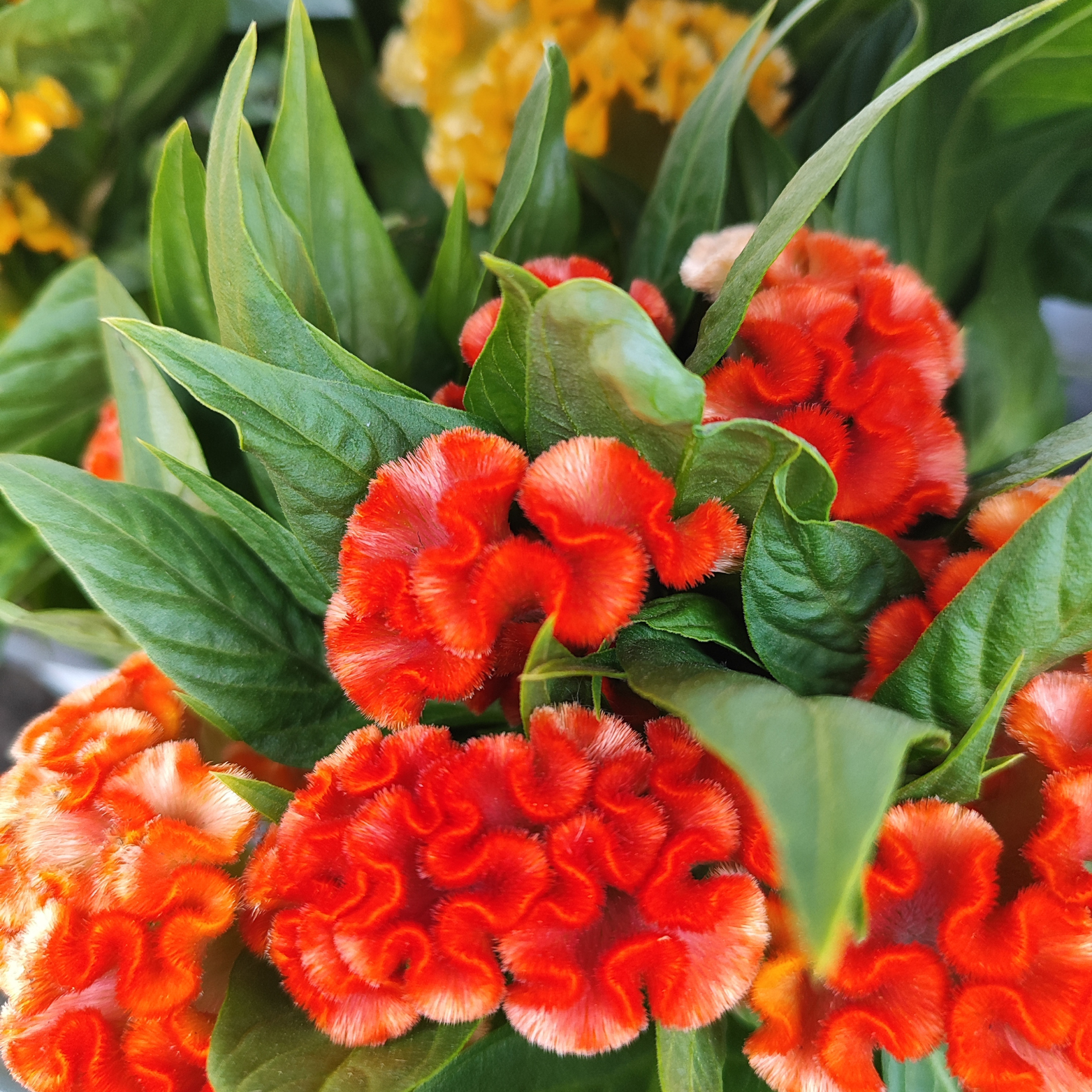 CELOSIA ARGENTEA CRISTATA 'TWISTED' Celozja srebrzysta