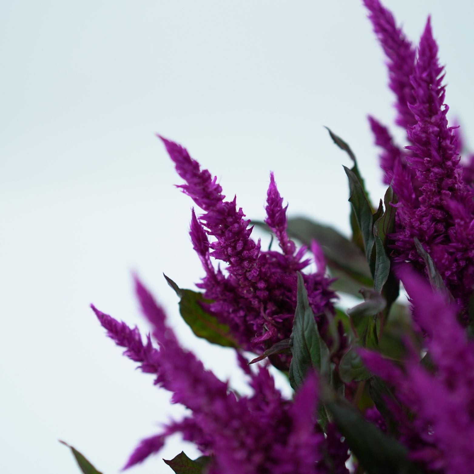CELOSIA ARGENTEA 'JAVALIN' Celozja srebrzysta