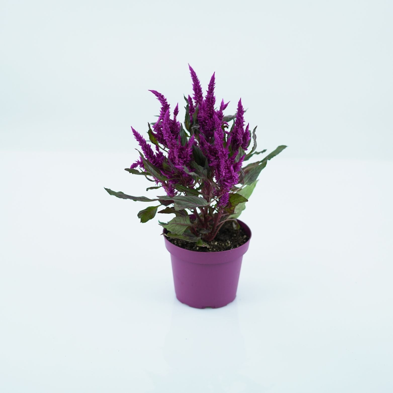 CELOSIA ARGENTEA 'JAVALIN' Celozja srebrzysta