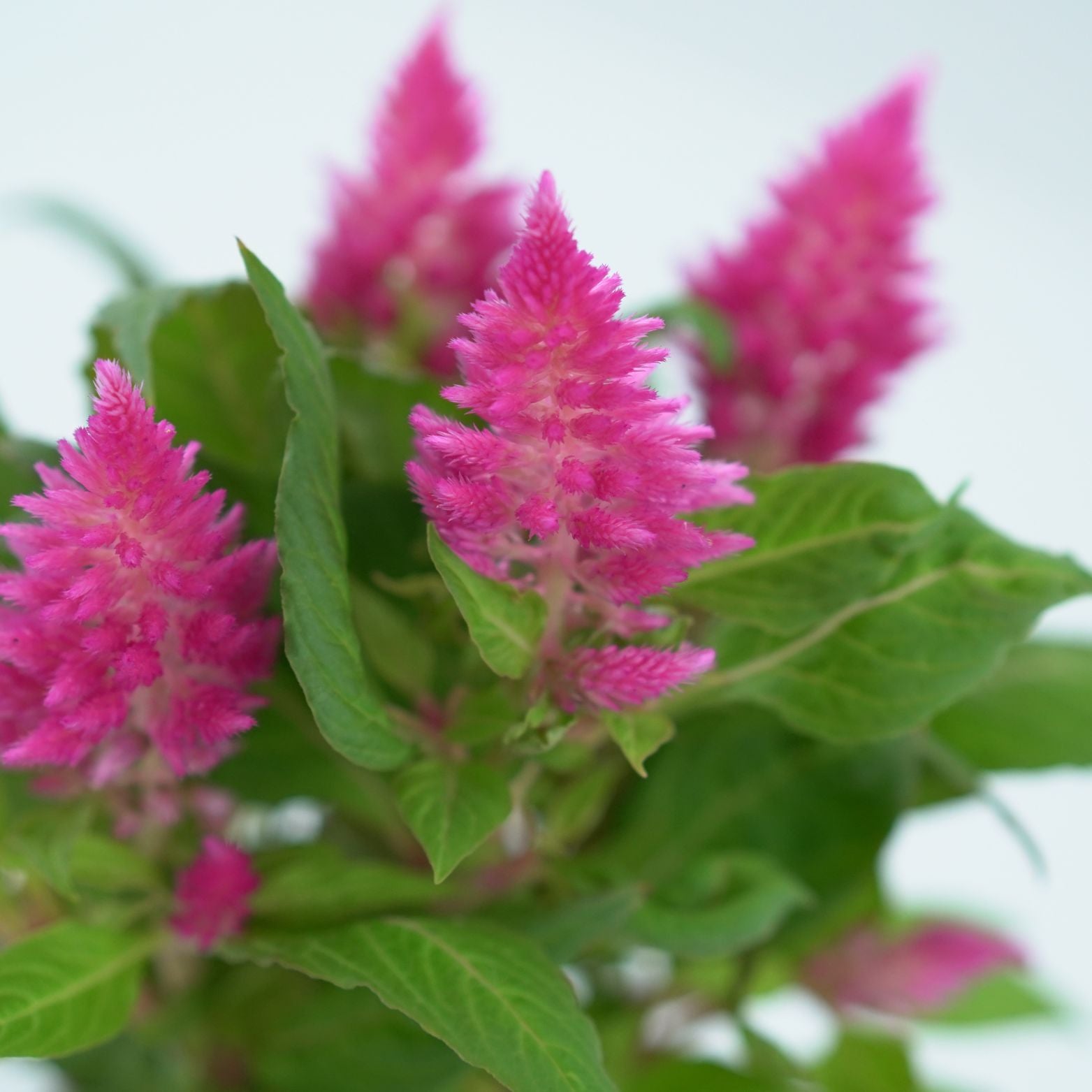 CELOSIA ARGENTEA 'KELOS FIRE' Celozja srebrzysta