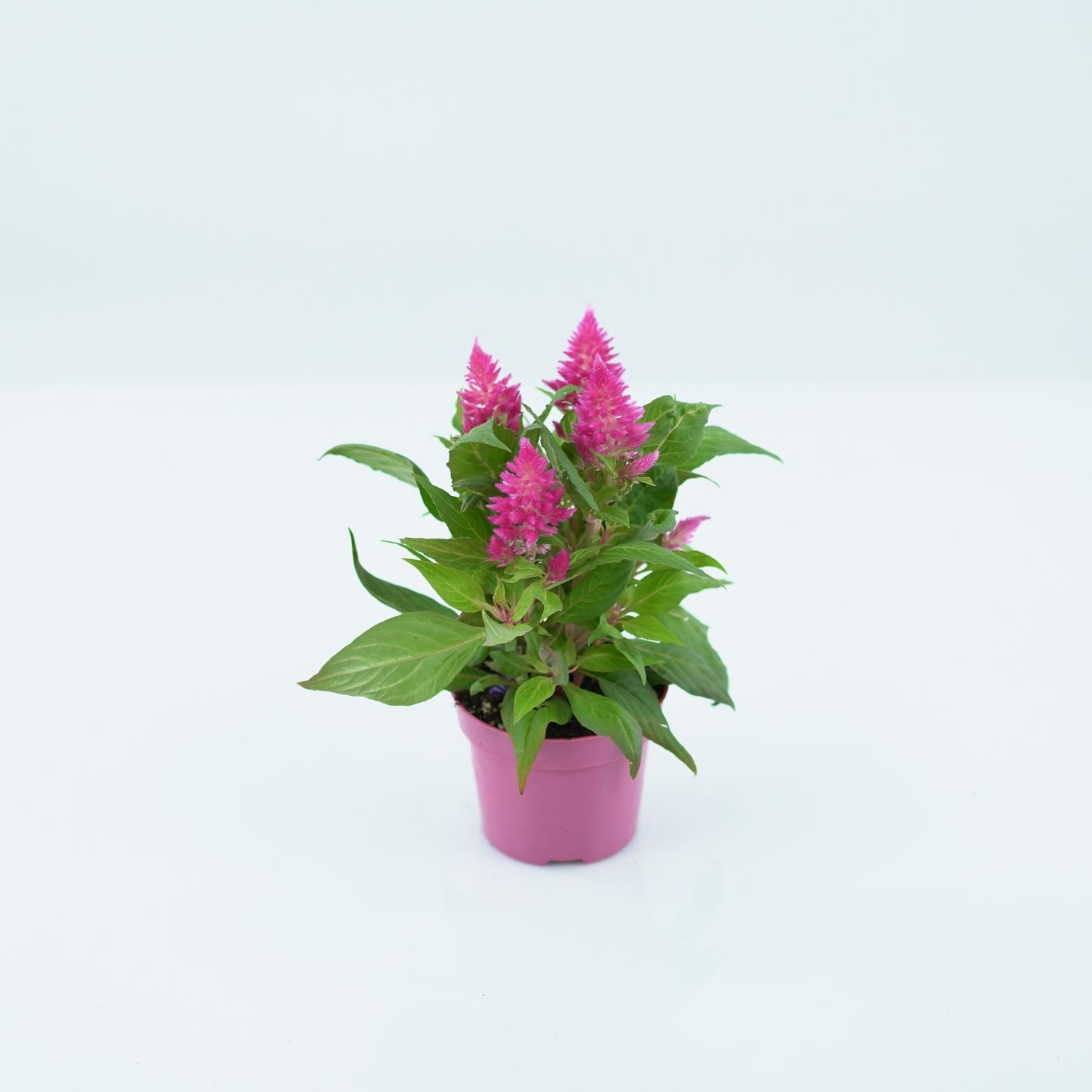 CELOSIA ARGENTEA 'KELOS FIRE' Celozja srebrzysta