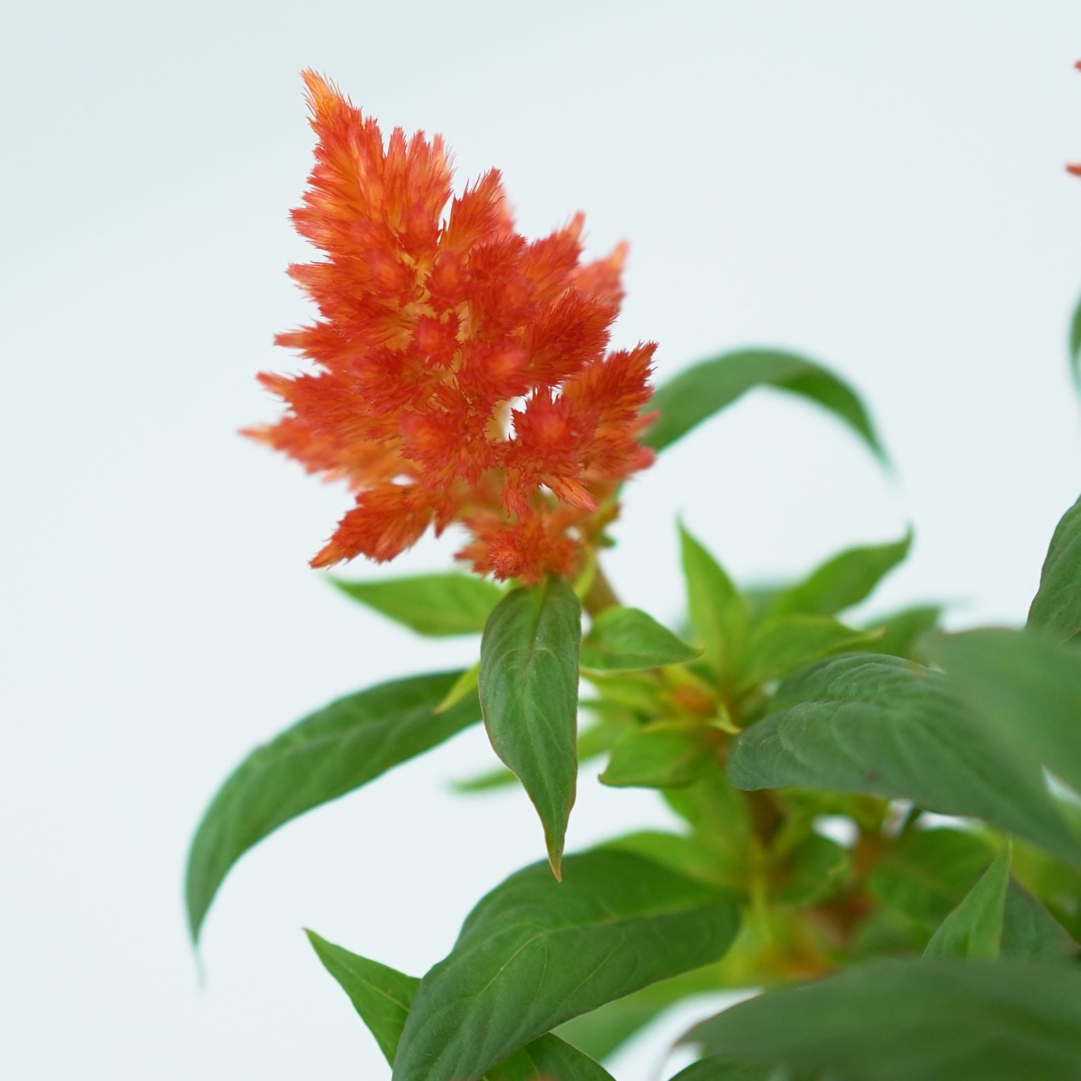 CELOSIA ARGENTEA 'KELOS FIRE' Celozja srebrzysta