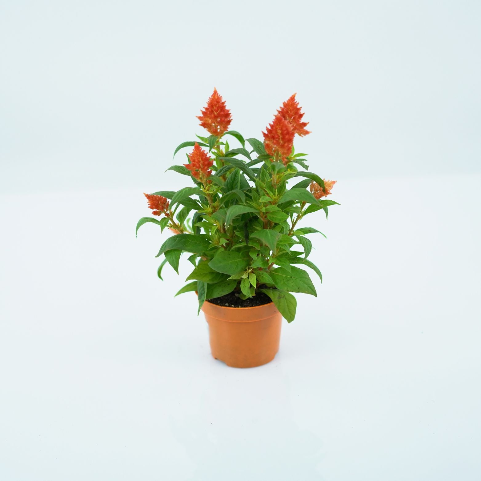 CELOSIA ARGENTEA 'KELOS FIRE' Celozja srebrzysta