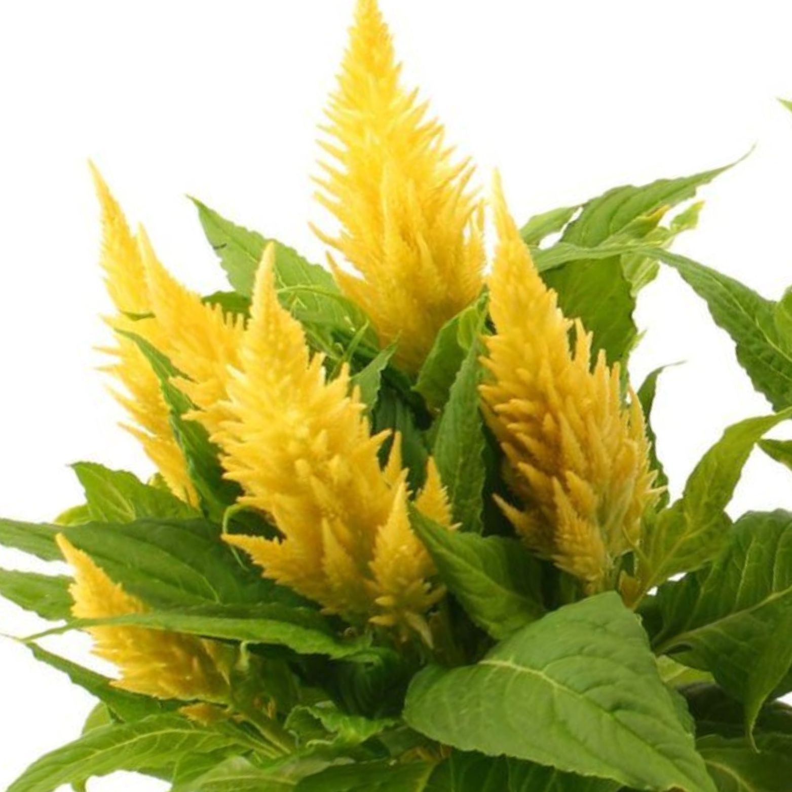 CELOSIA ARGENTEA 'KELOS FIRE' Celozja srebrzysta