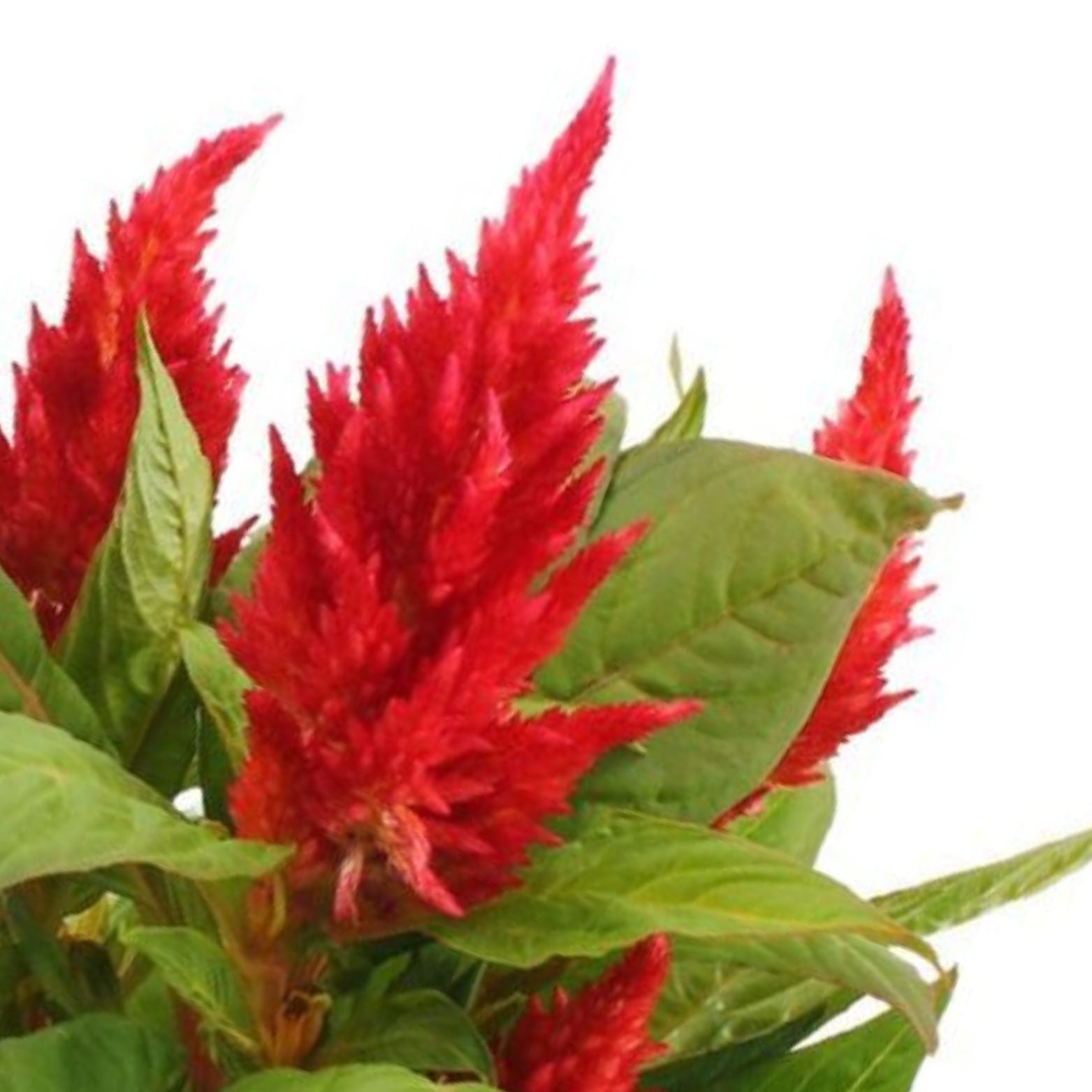 CELOSIA ARGENTEA 'KELOS FIRE' Celozja srebrzysta