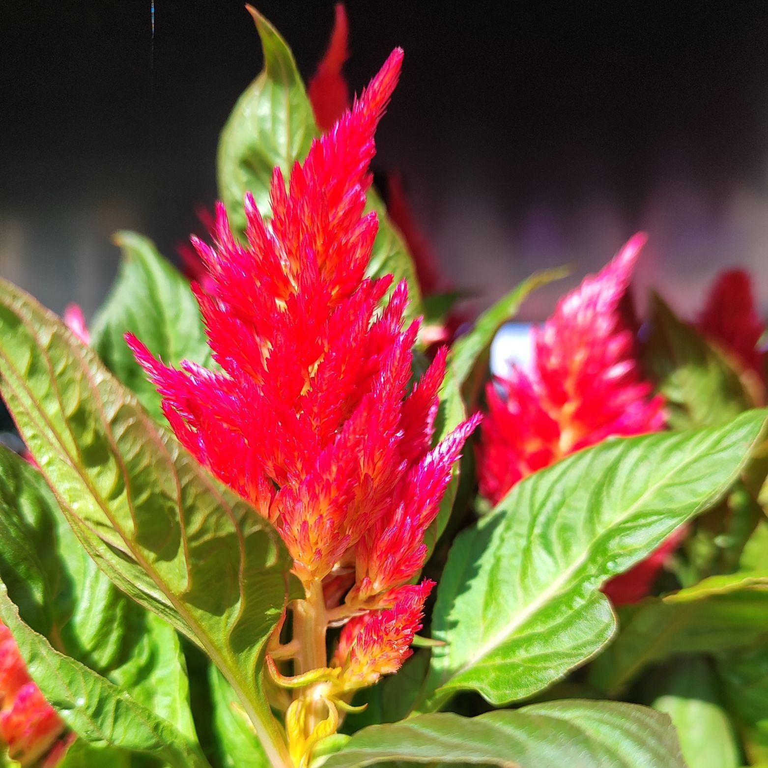 CELOSIA ARGENTEA 'KELOS FIRE' Celozja srebrzysta