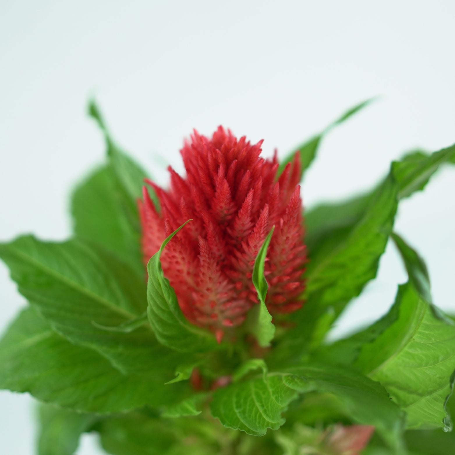 CELOSIA ARGENTEA 'PLUMOSA' Celozja srebrzysta