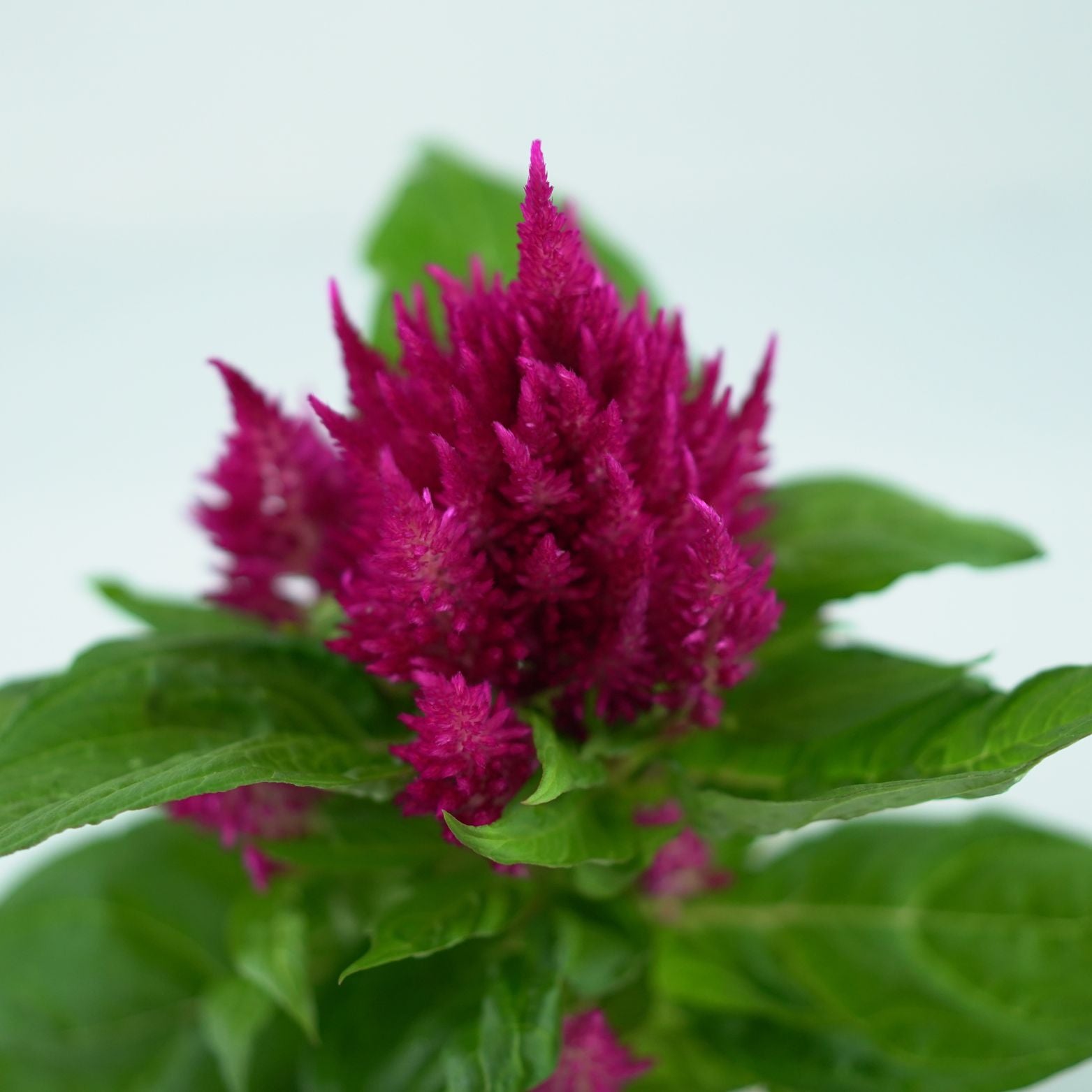 CELOSIA ARGENTEA 'PLUMOSA' Celozja srebrzysta