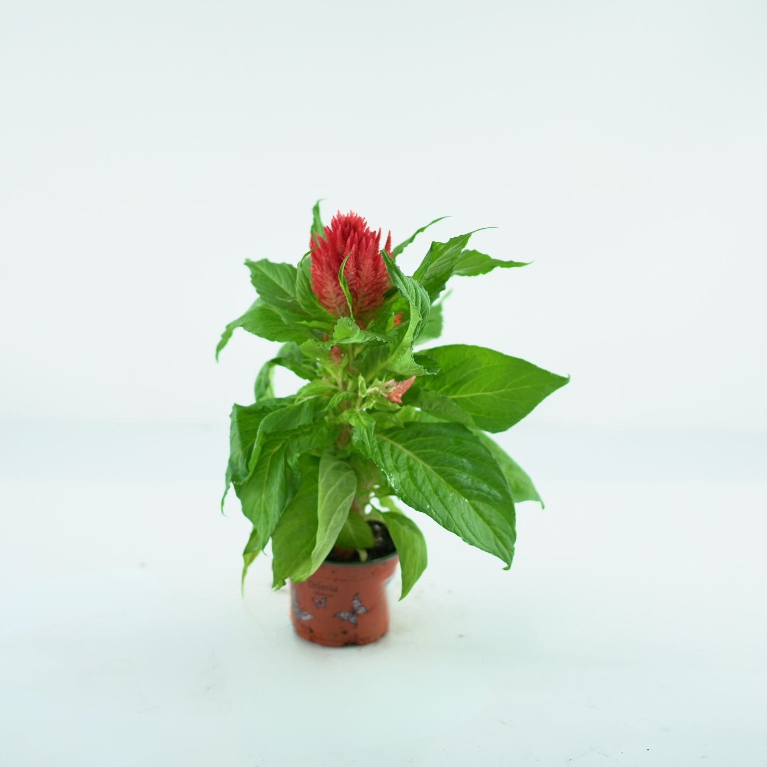 CELOSIA ARGENTEA 'PLUMOSA' Celozja srebrzysta