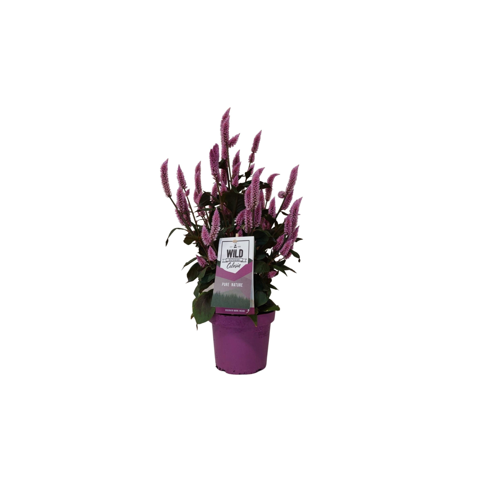 CELOSIA 'WILD PINK' Celozja 