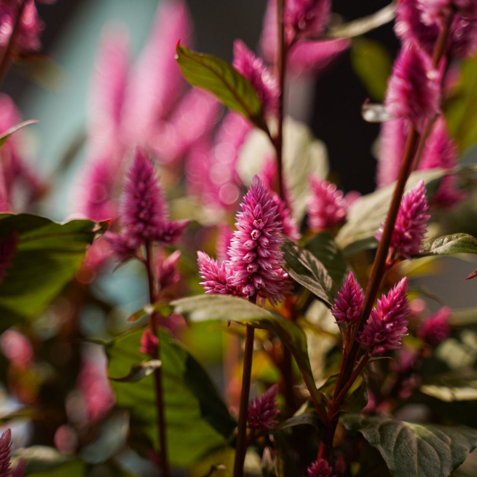 CELOSIA 'WILD PINK' Celozja 