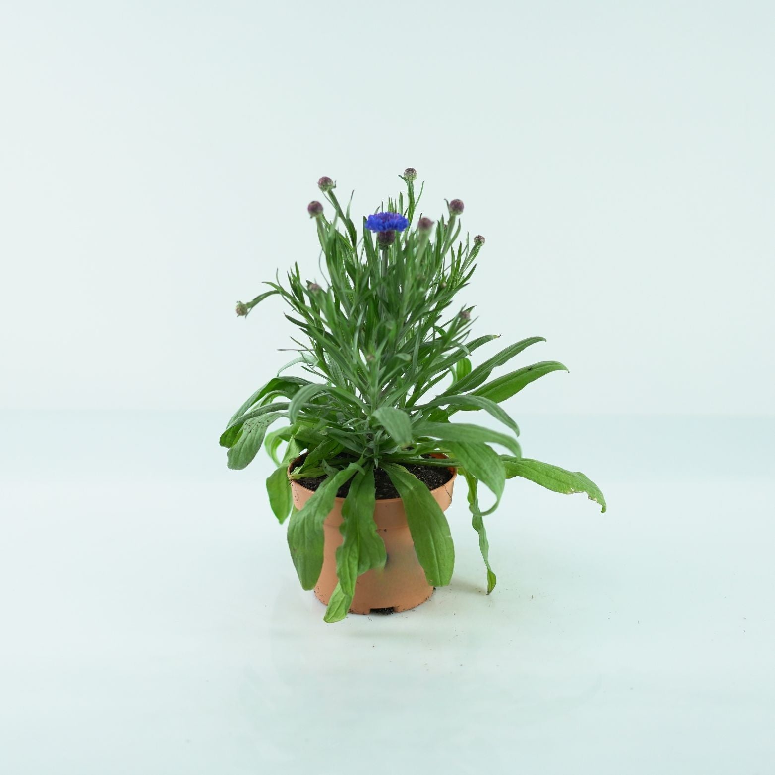 CENTAUREA MONTANA Chaber górski