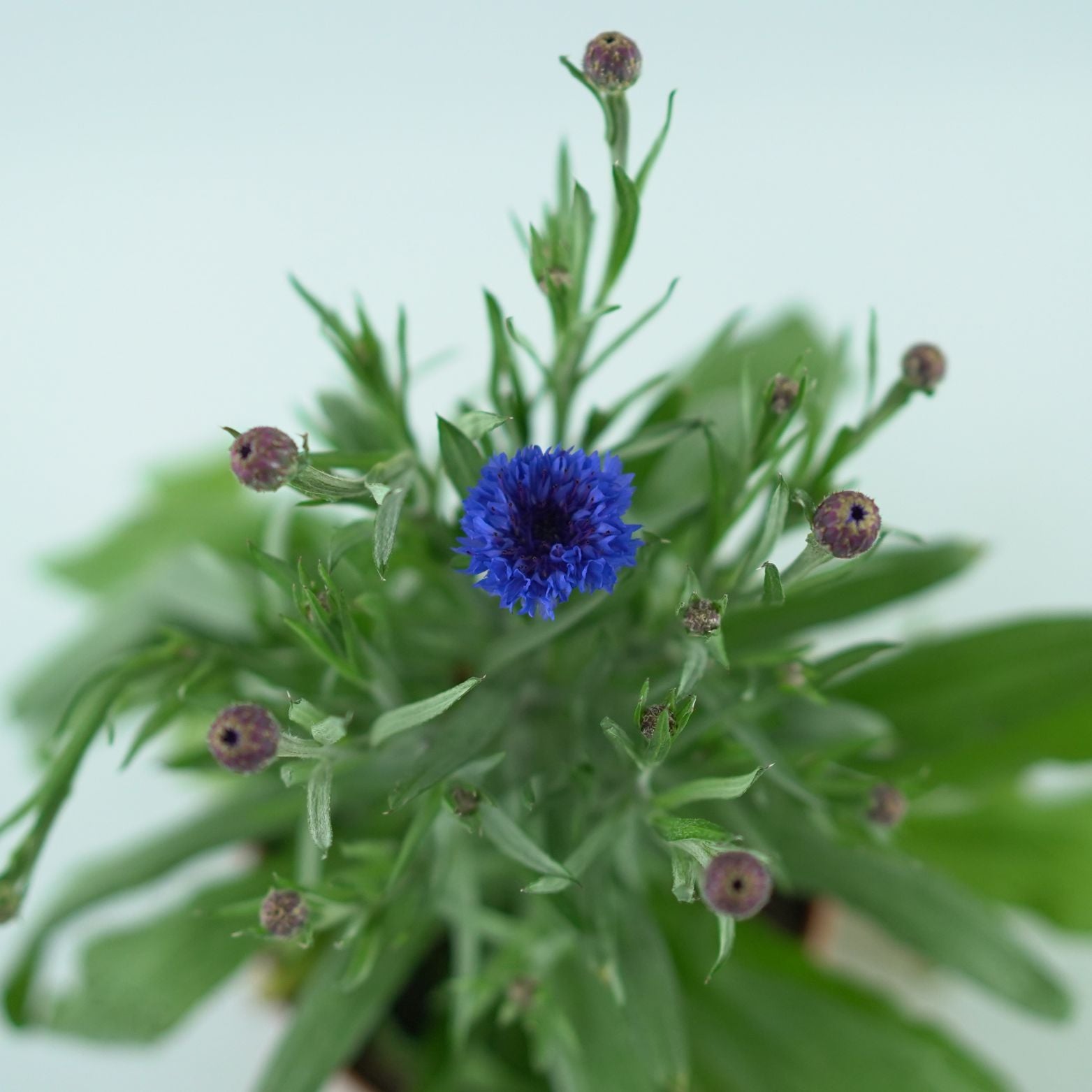 CENTAUREA MONTANA Chaber górski