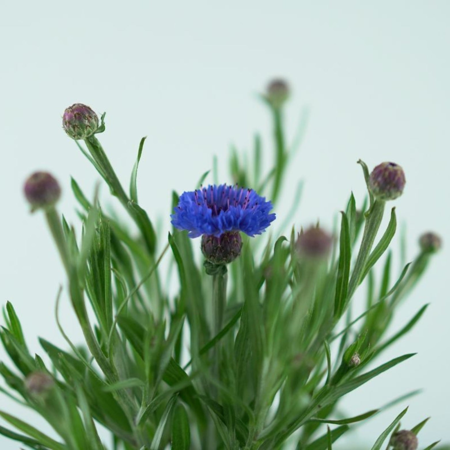 CENTAUREA MONTANA Chaber górski