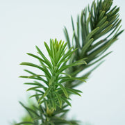 CEPHALOTAXUS HARRINGTONIA 'FASTIGIATA' Głowocis japoński