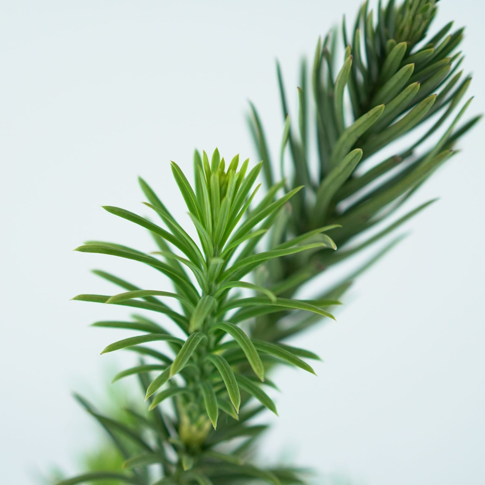 CEPHALOTAXUS HARRINGTONIA 'FASTIGIATA' Głowocis japoński