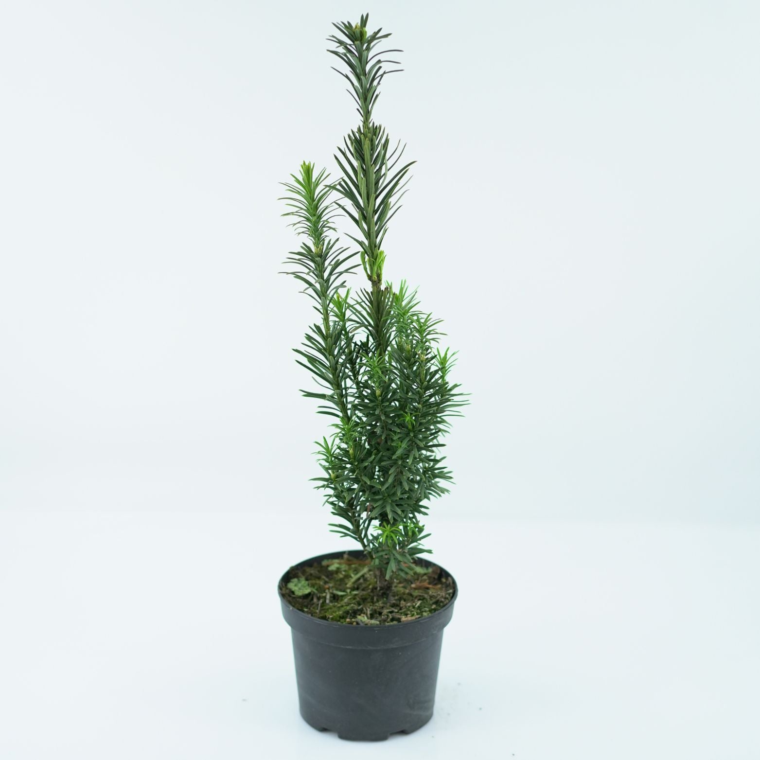 CEPHALOTAXUS HARRINGTONIA 'FASTIGIATA' Głowocis japoński