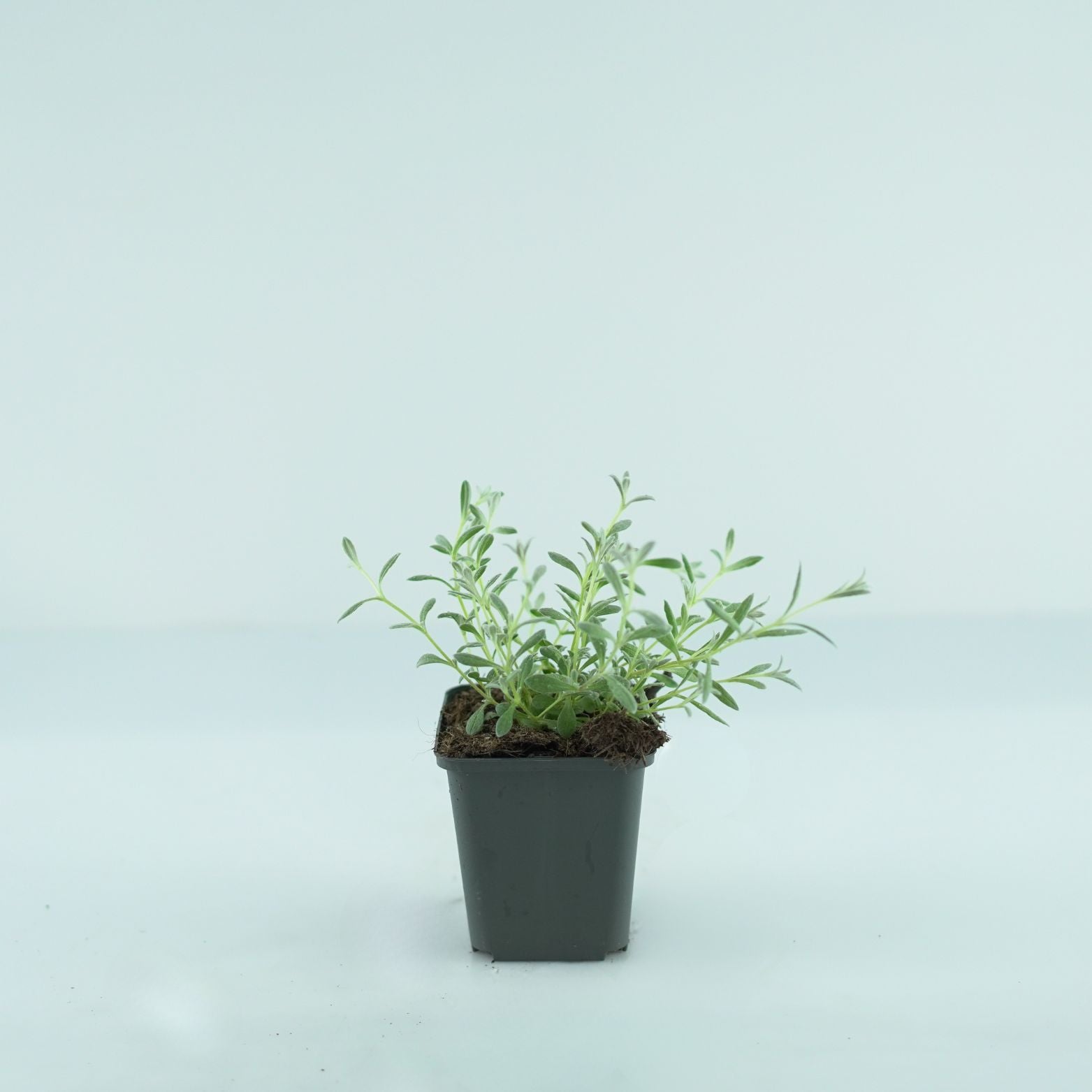 CERASTIUM TOMENTOSUM Rogownica