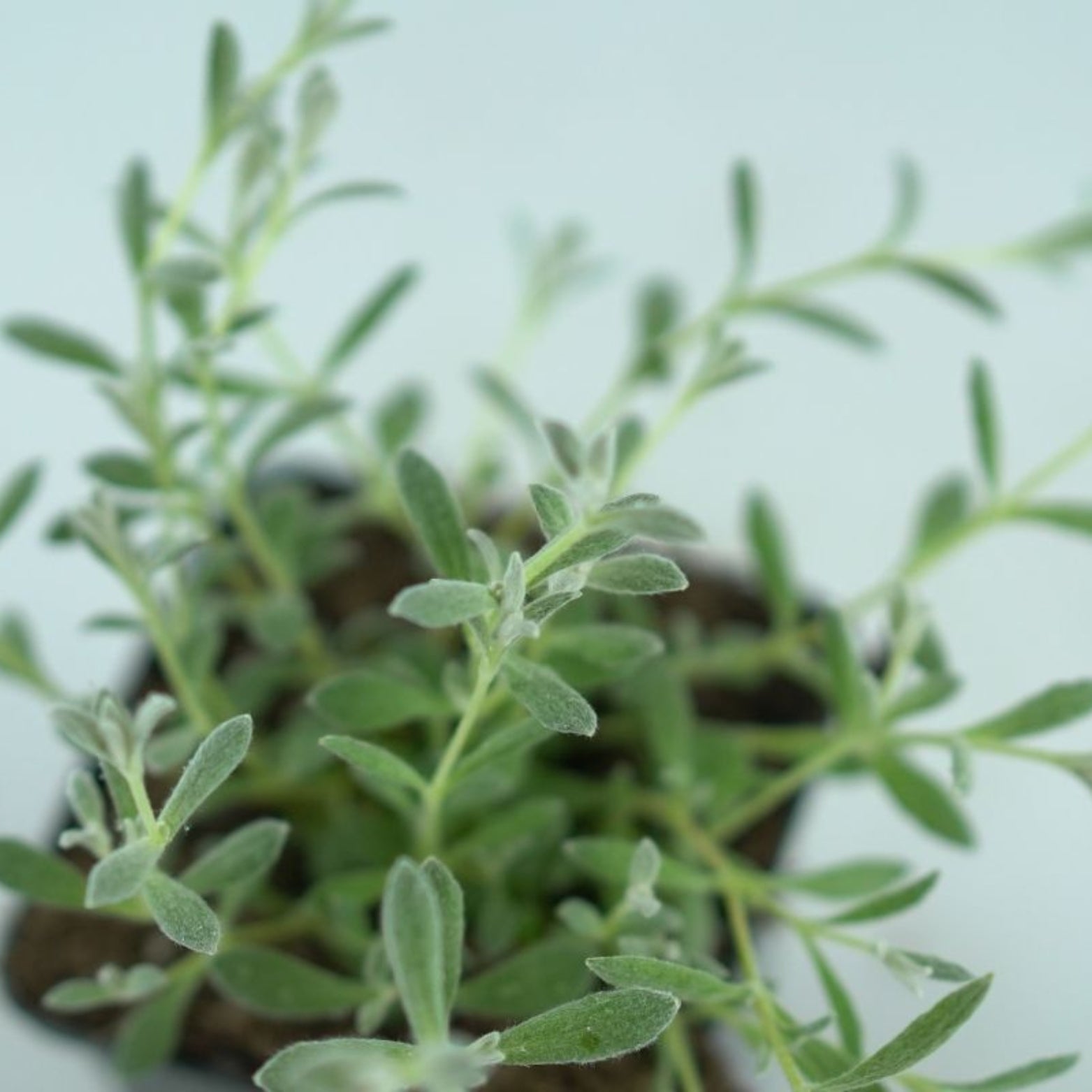 CERASTIUM TOMENTOSUM Rogownica