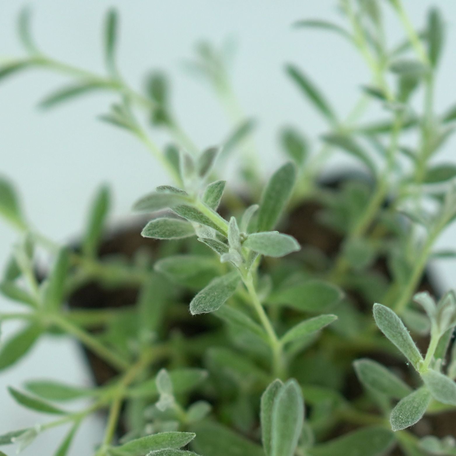 CERASTIUM TOMENTOSUM Rogownica