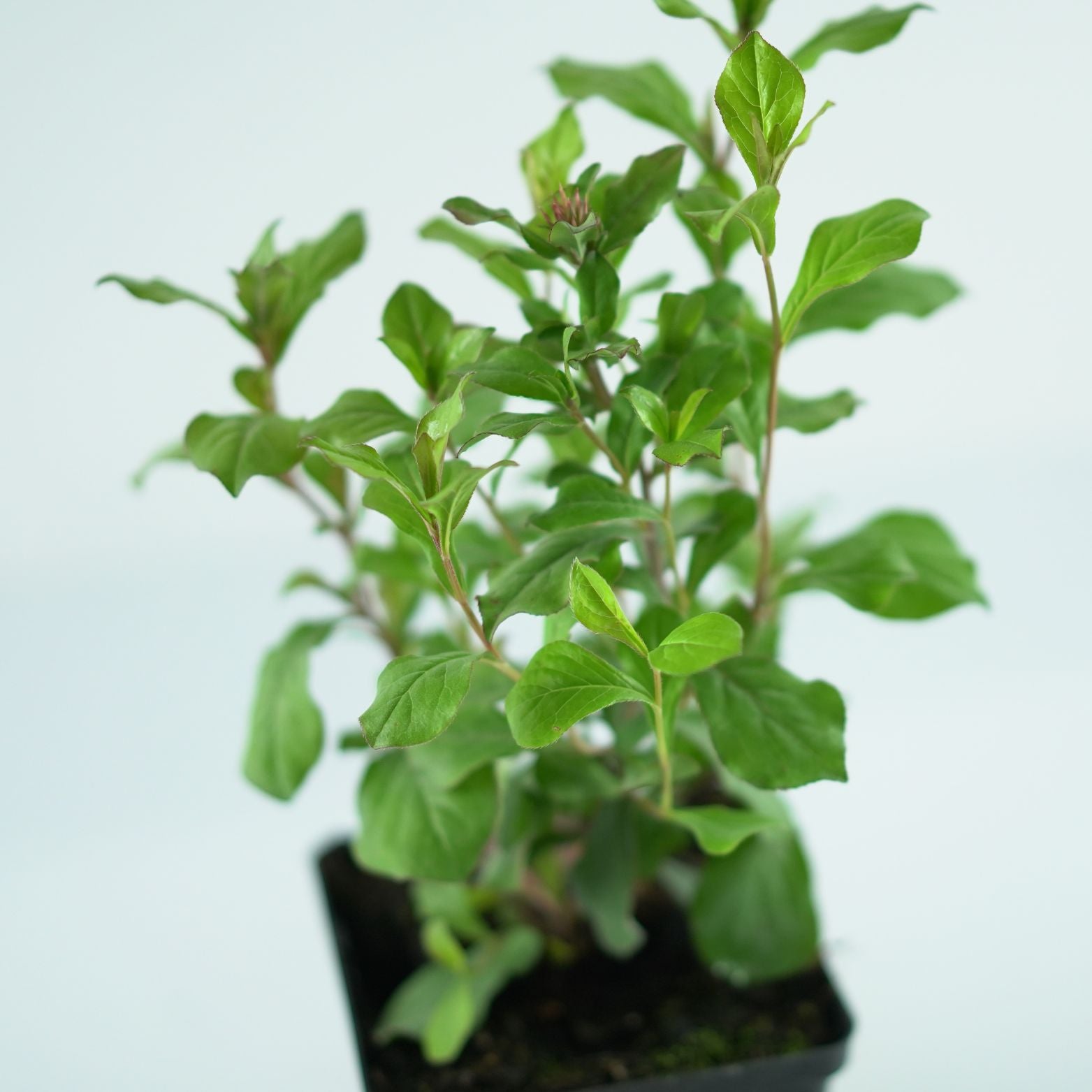 CERATOSTIGMA PLUMBAGINOIDES 'Gentian Blue' Zawciągowiec ołownikowaty