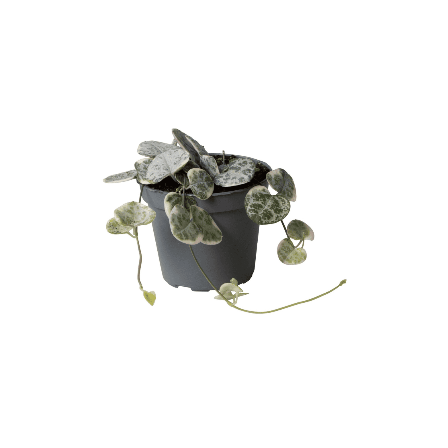 CEROPEGIA WOODII VARIEGATA Lampion chiński