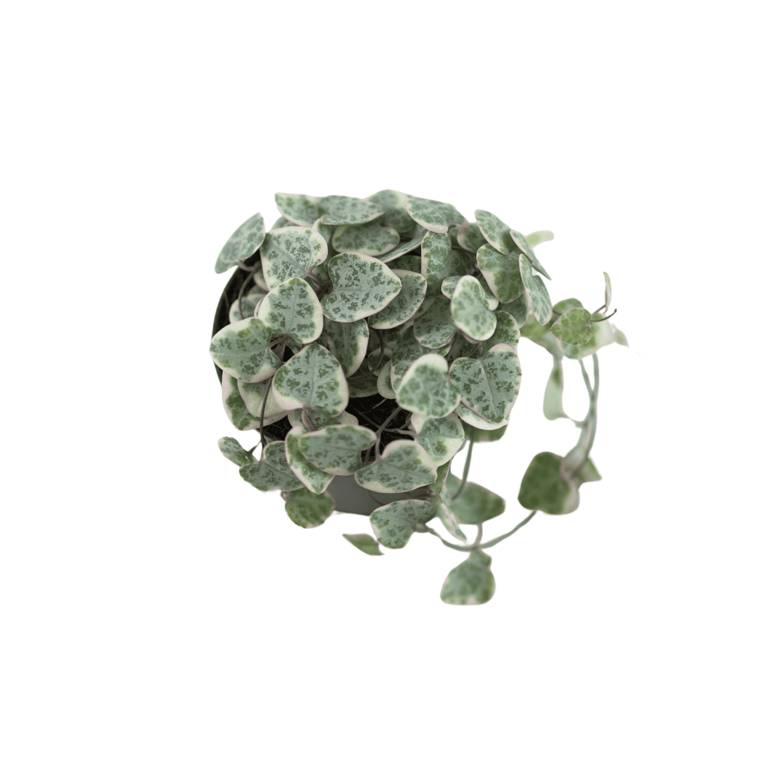 CEROPEGIA WOODII VARIEGATA Lampion chiński