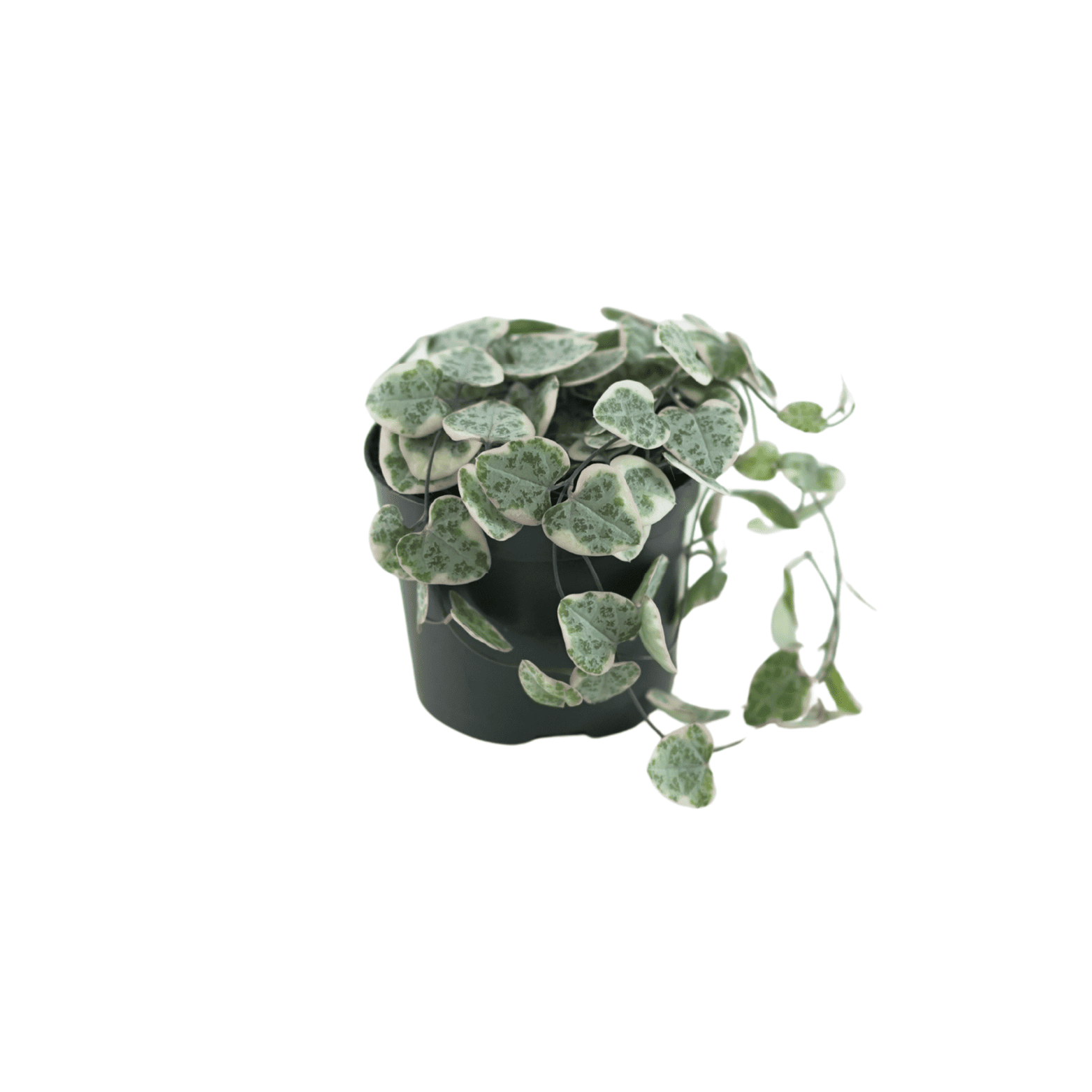 CEROPEGIA WOODII VARIEGATA Lampion chiński