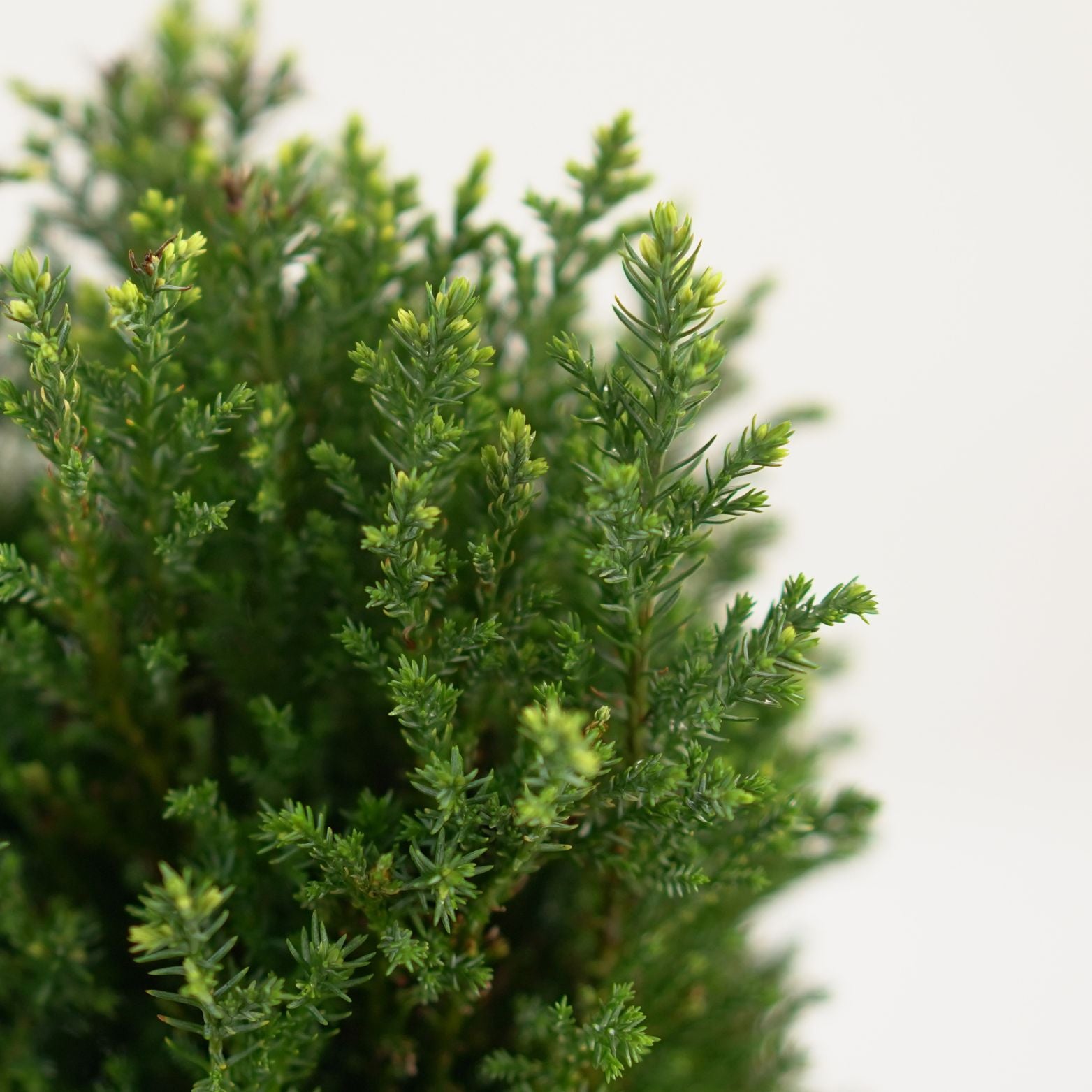 CHAMAECYPARIS LAWSONIANA 'SNOW WHITE' Cyprysik Lawsona