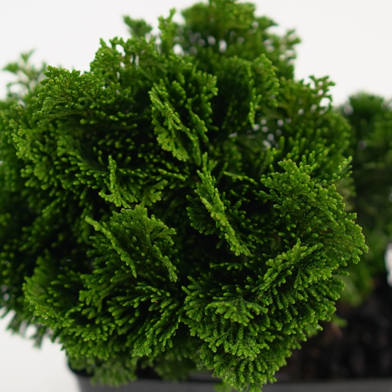 CHAMAECYPARIS OBTUSA 'NANA GRACILIS' Cyprysik