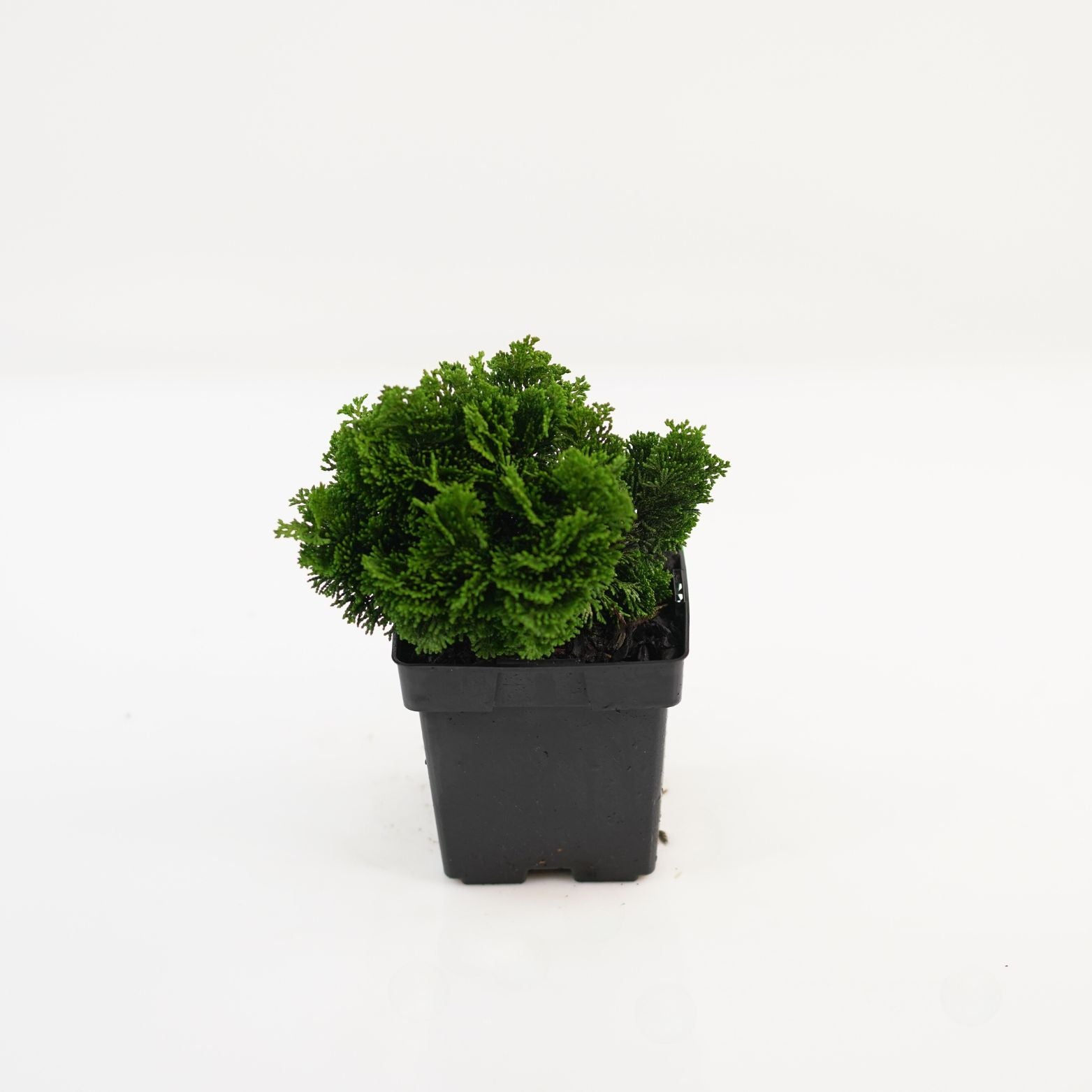 CHAMAECYPARIS OBTUSA 'NANA GRACILIS' Cyprysik