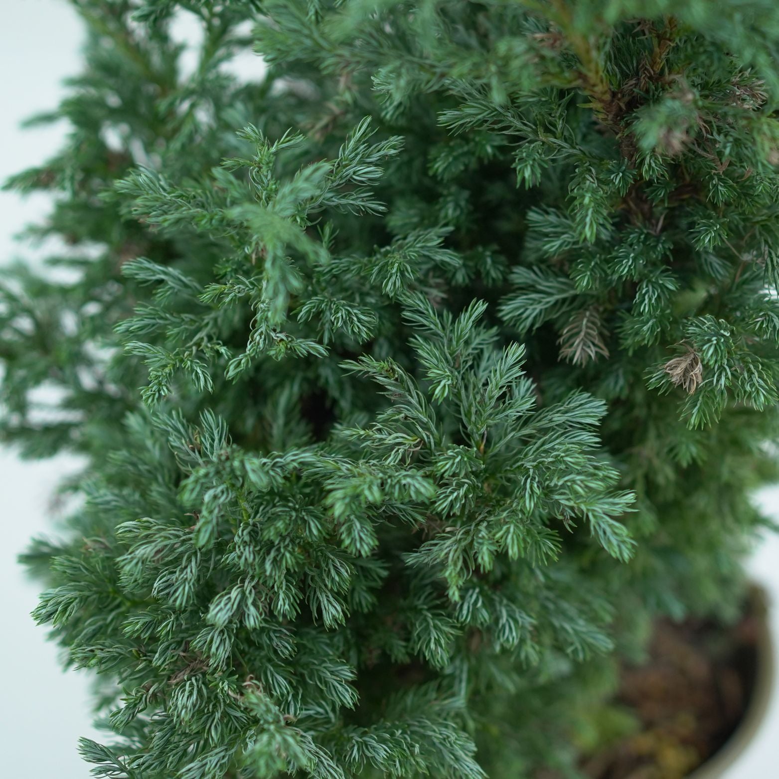 CHAMAECYPARIS PISIFERA 'BOULEVARD' Cyprysik