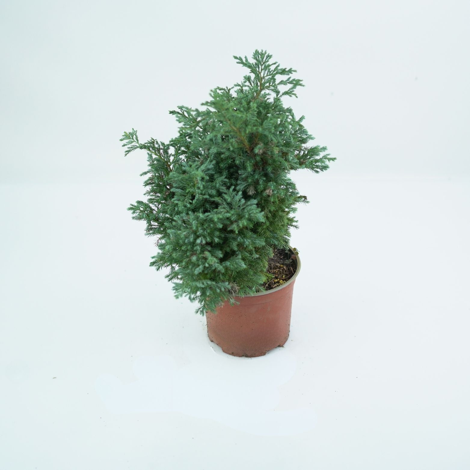 CHAMAECYPARIS PISIFERA 'BOULEVARD' Cyprysik