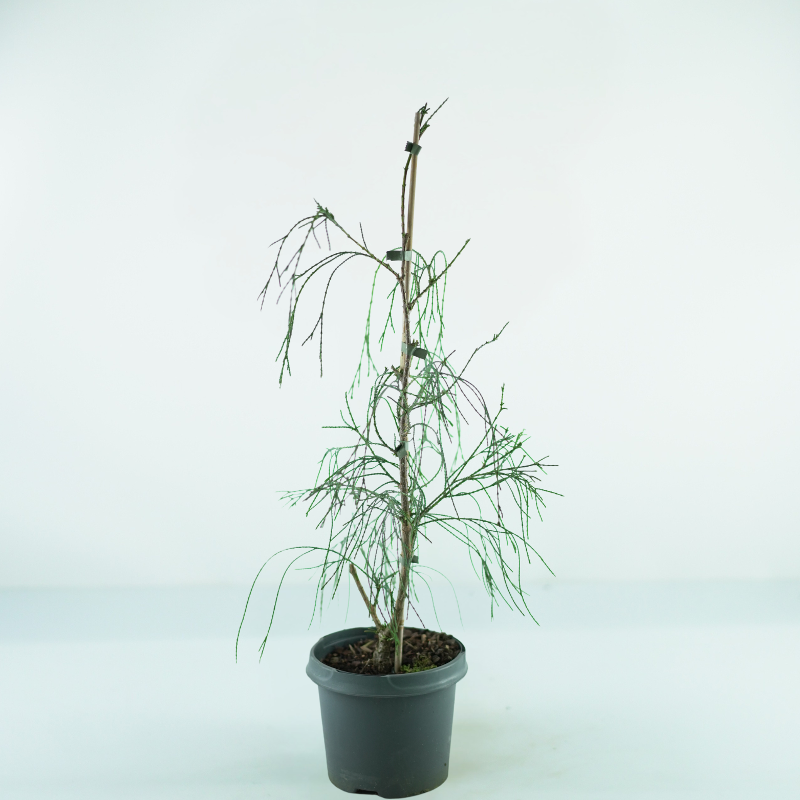 CHAMAECYPARIS LAWSONIANA 'DROOPING SOLO' Cyprysik Lawsona