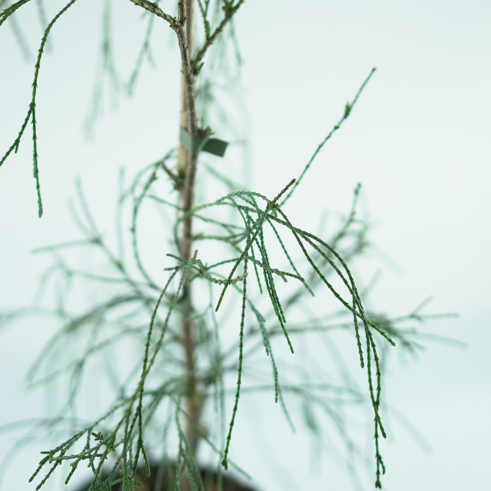 CHAMAECYPARIS LAWSONIANA 'DROOPING SOLO' Cyprysik Lawsona