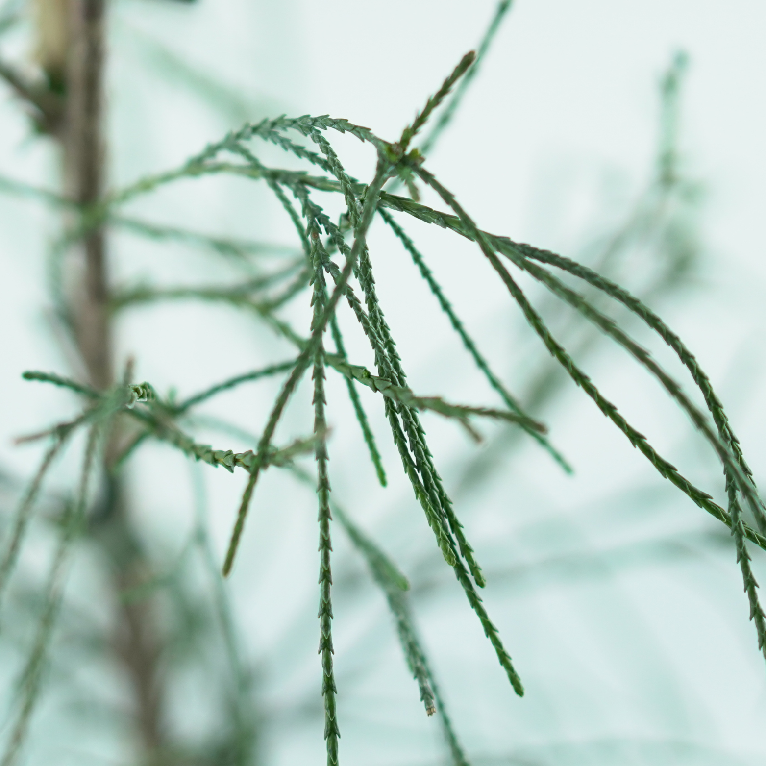 CHAMAECYPARIS LAWSONIANA 'DROOPING SOLO' Cyprysik Lawsona